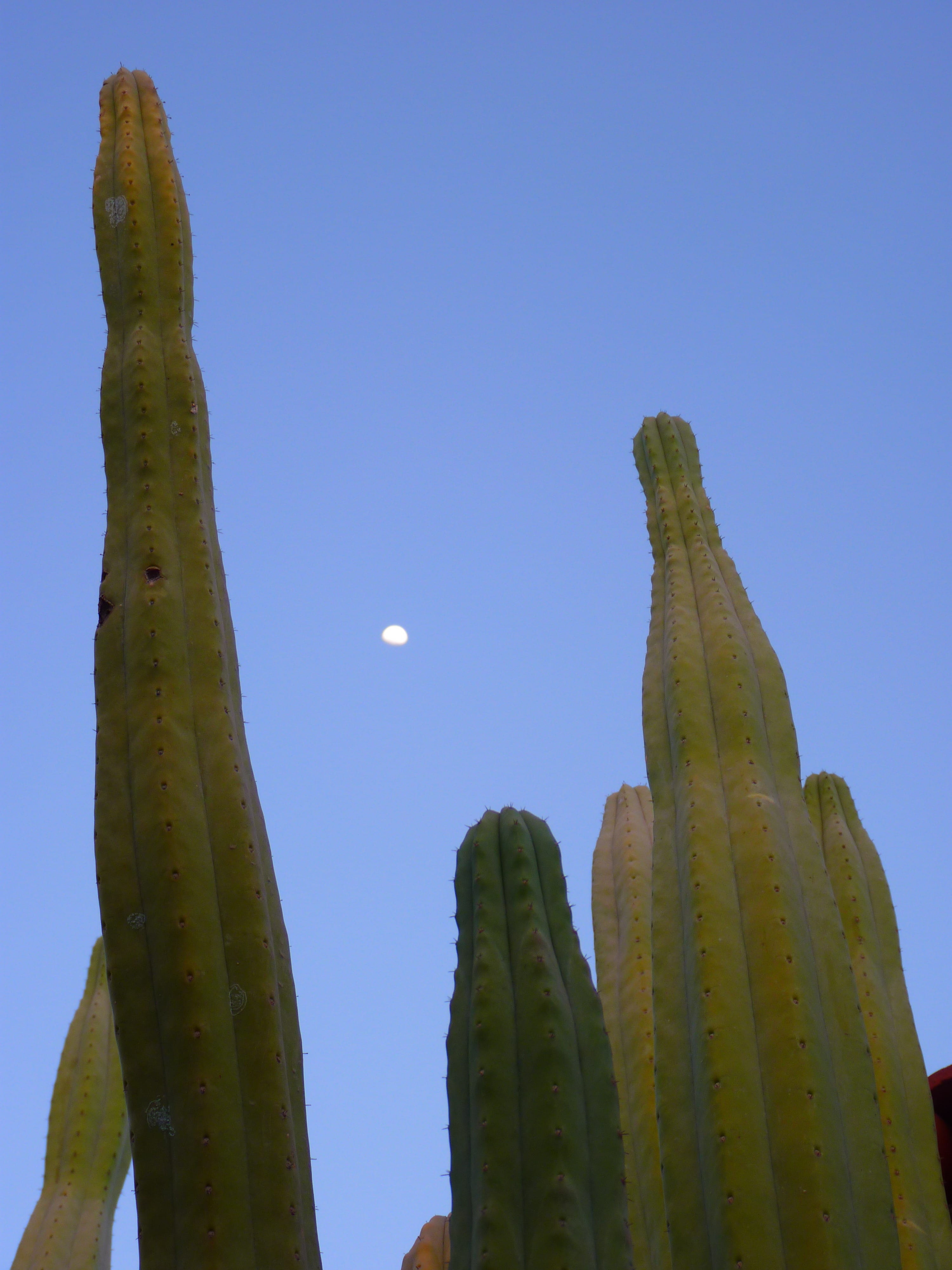 clear sky, sunlight, succulent plant, no people, scenics - nature, arid climate, Spur, Plant, freshness, Cactus, sky, growth, Moon, beauty in nature, day, Phone HD Wallpaper