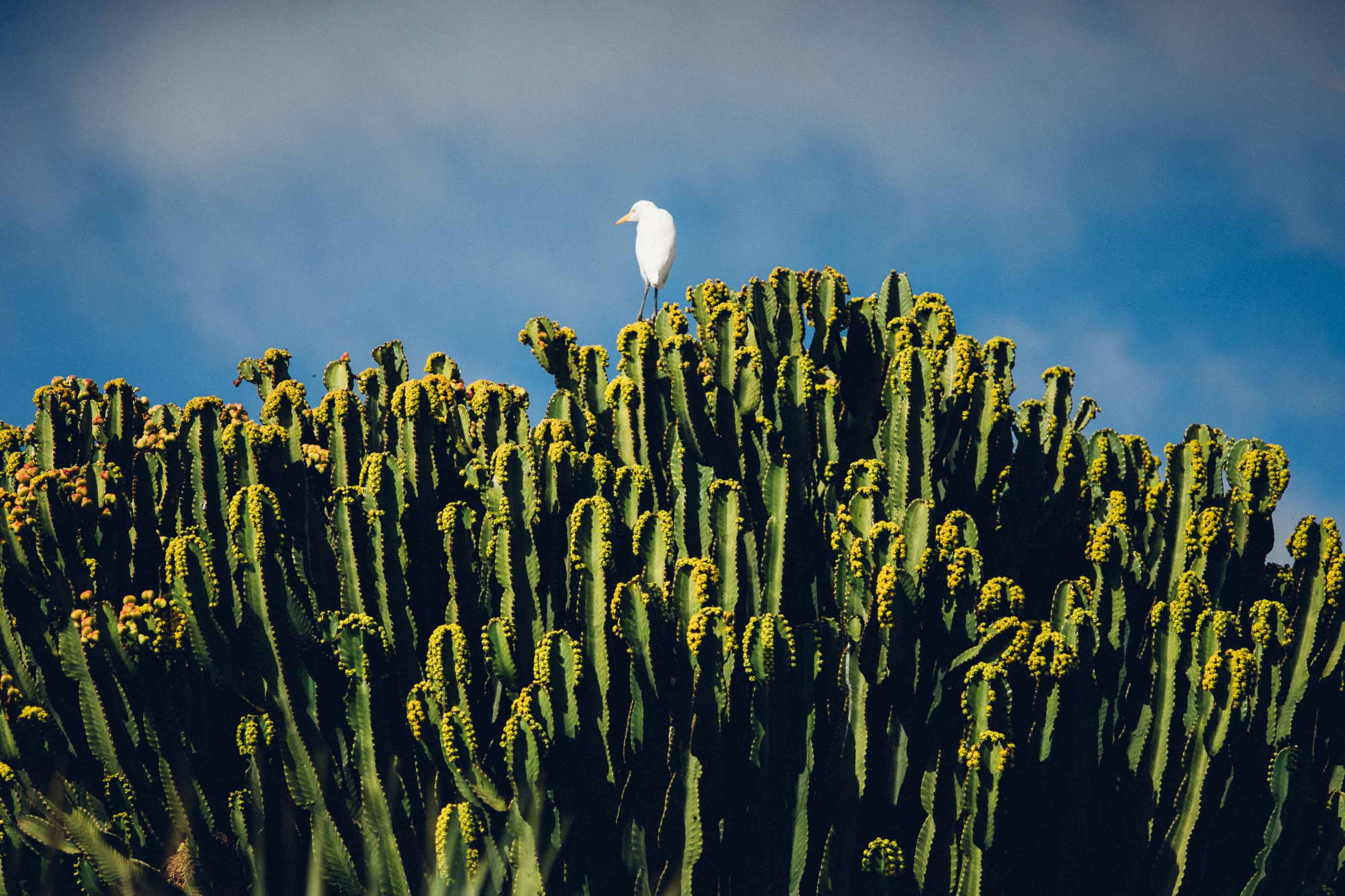grass, crocus, food, scenics - nature, land, environment, beauty in nature, cactus, photo, plant, sky, blue sky, moon, sunlight, flower, desert, blue, animal, HD Wallpaper
