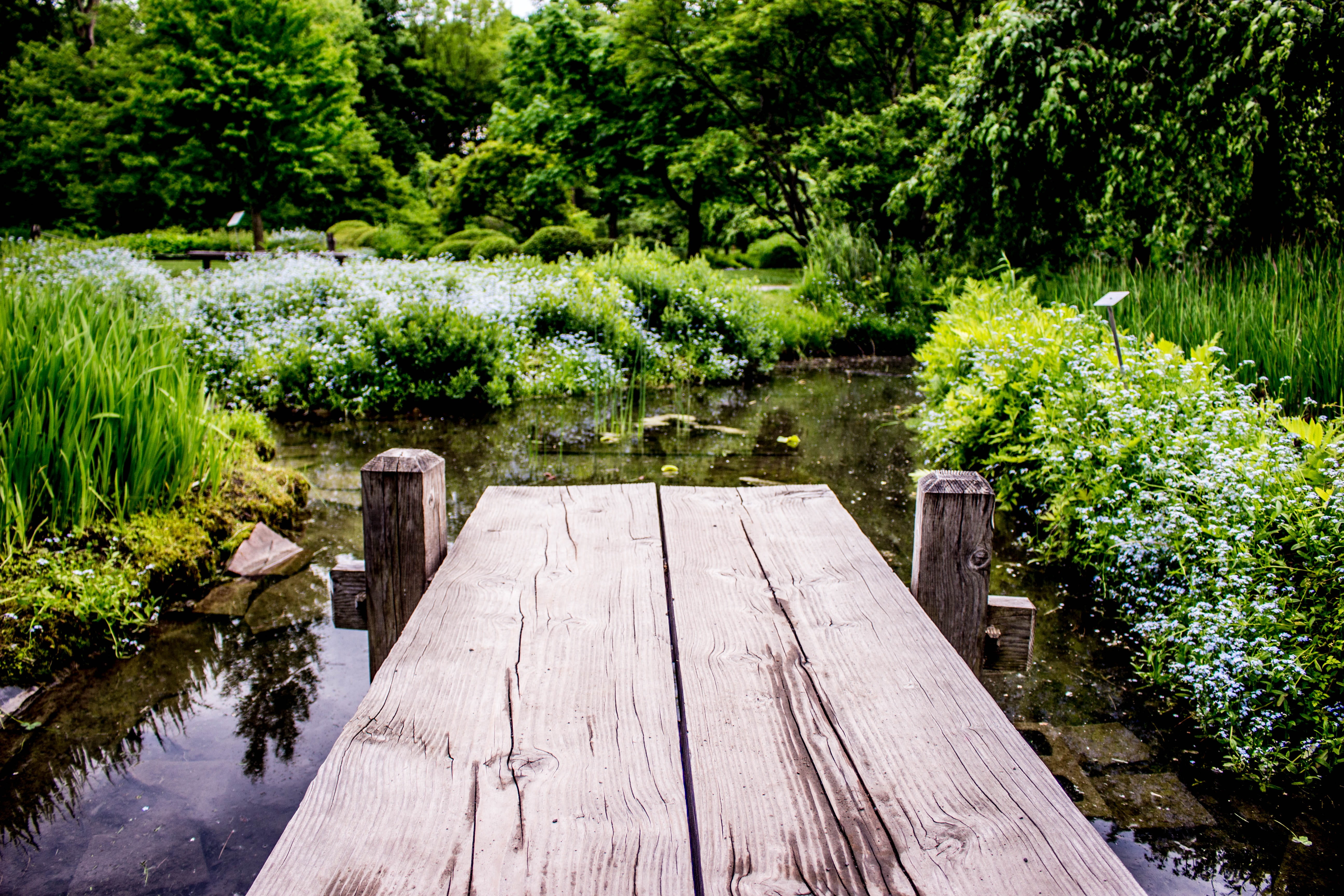 woods, environment, bridge - man made structure, wooden, nature, scenic, tree, brown, lake, plant, green color, blooming, daylight, non-urban scene, leaves, HD Wallpaper