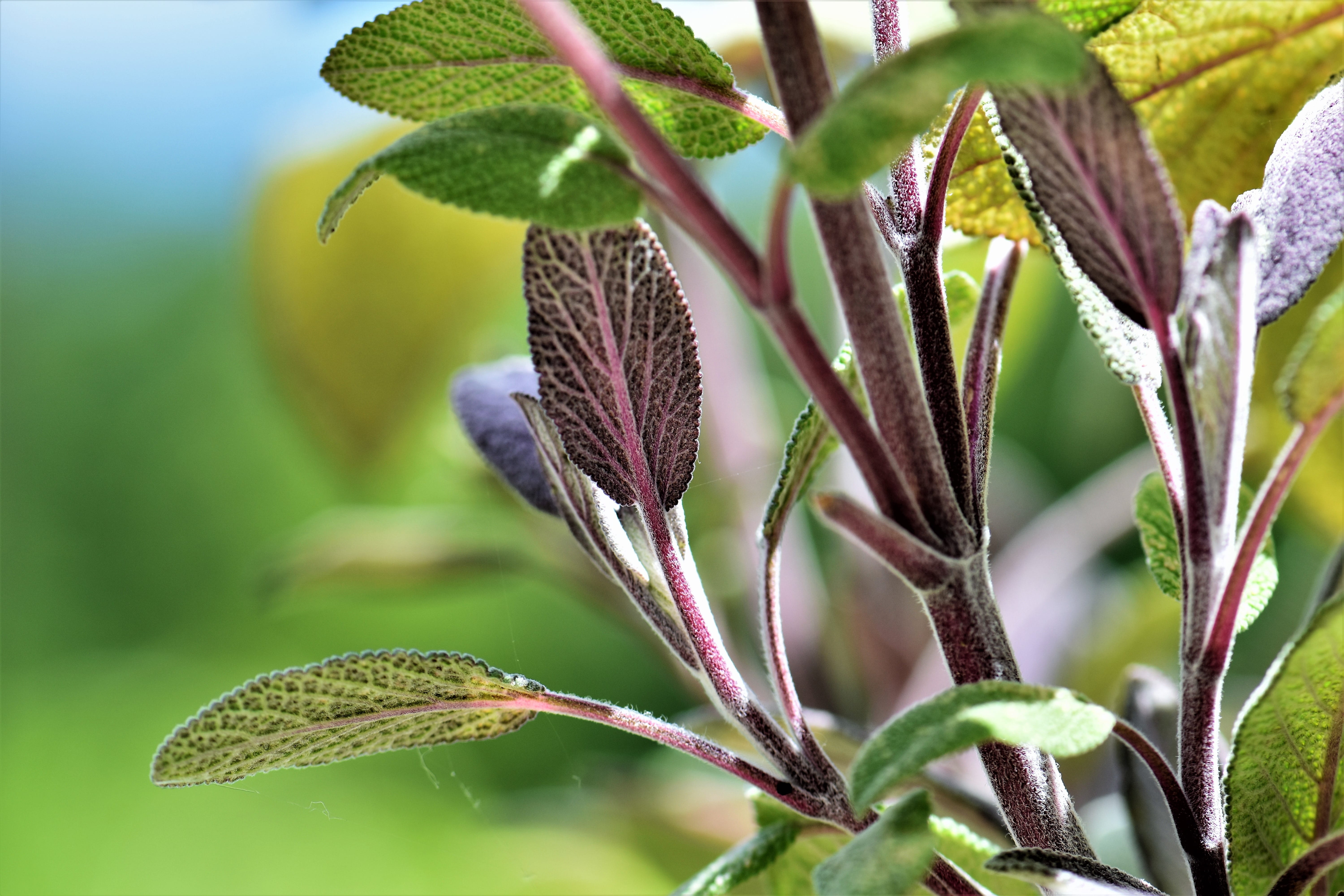 leaves, insect, growth, macro, leaf, Sage, no people, animal, animal wing, outdoors, violet, green Color, focus on foreground, green, Plant, fragrant, Green, HD Wallpaper