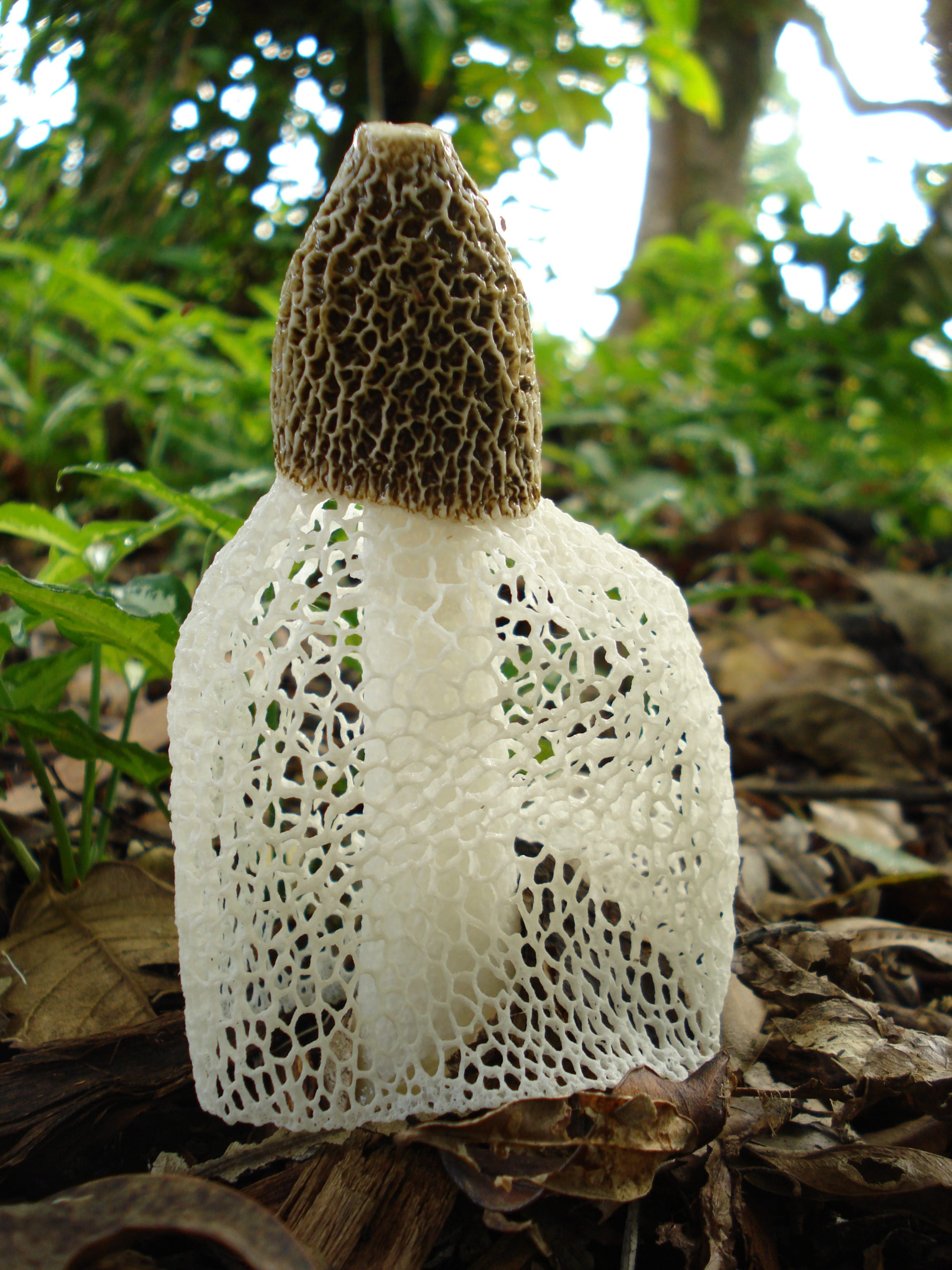 botanical, phallus indusiatus, 2K, natural, agriculture, tree, botany, environment, stinkhorn, hat, day, close-up, nature, horticulture, cactus, natural pattern, Phone HD Wallpaper