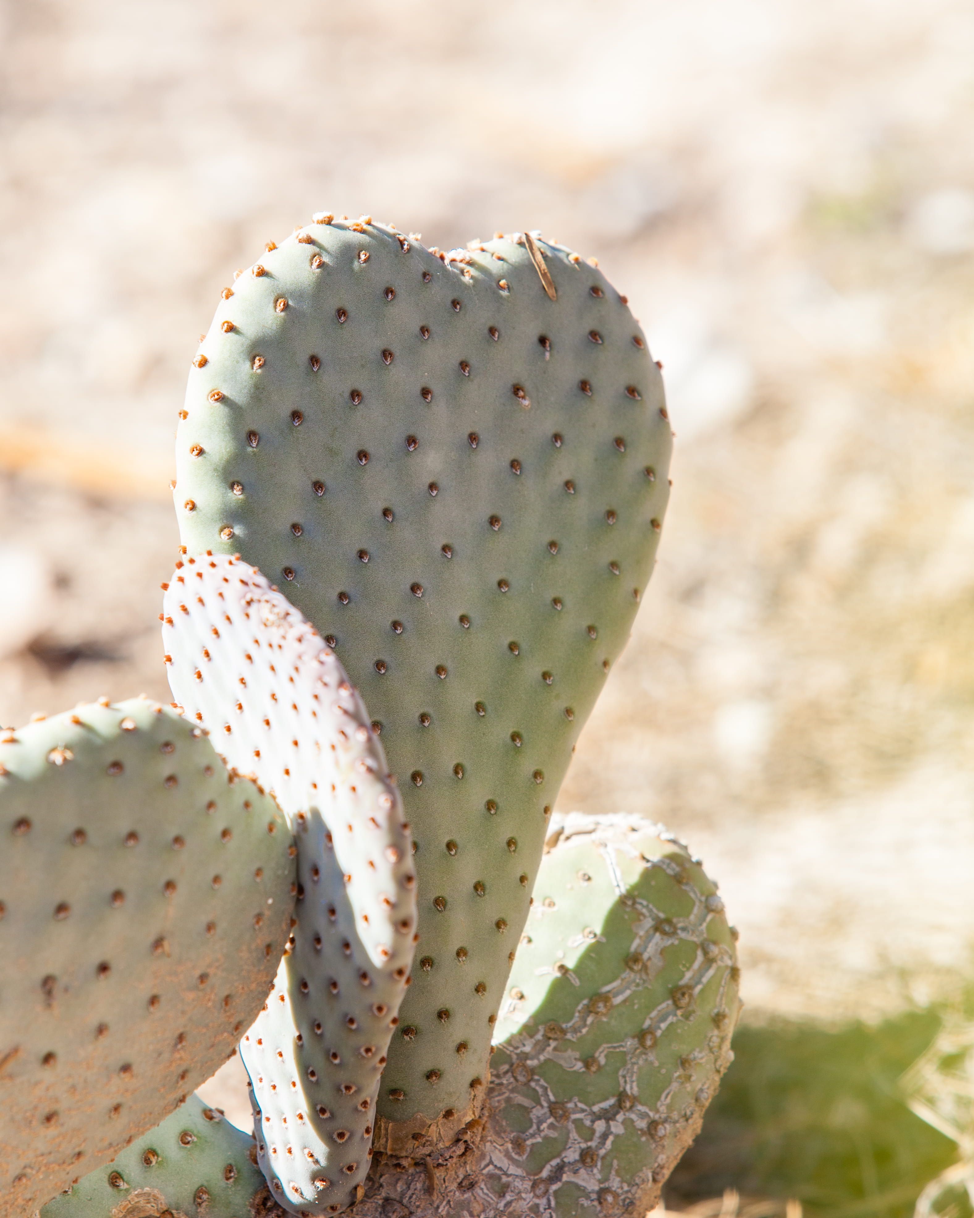 close-up, fruit, green, climate, growth, clothing, inflatable, photo, spiked, outdoors, focus on foreground, sharp, rubber eraser, cowboy hat, arid climate, Phone HD Wallpaper