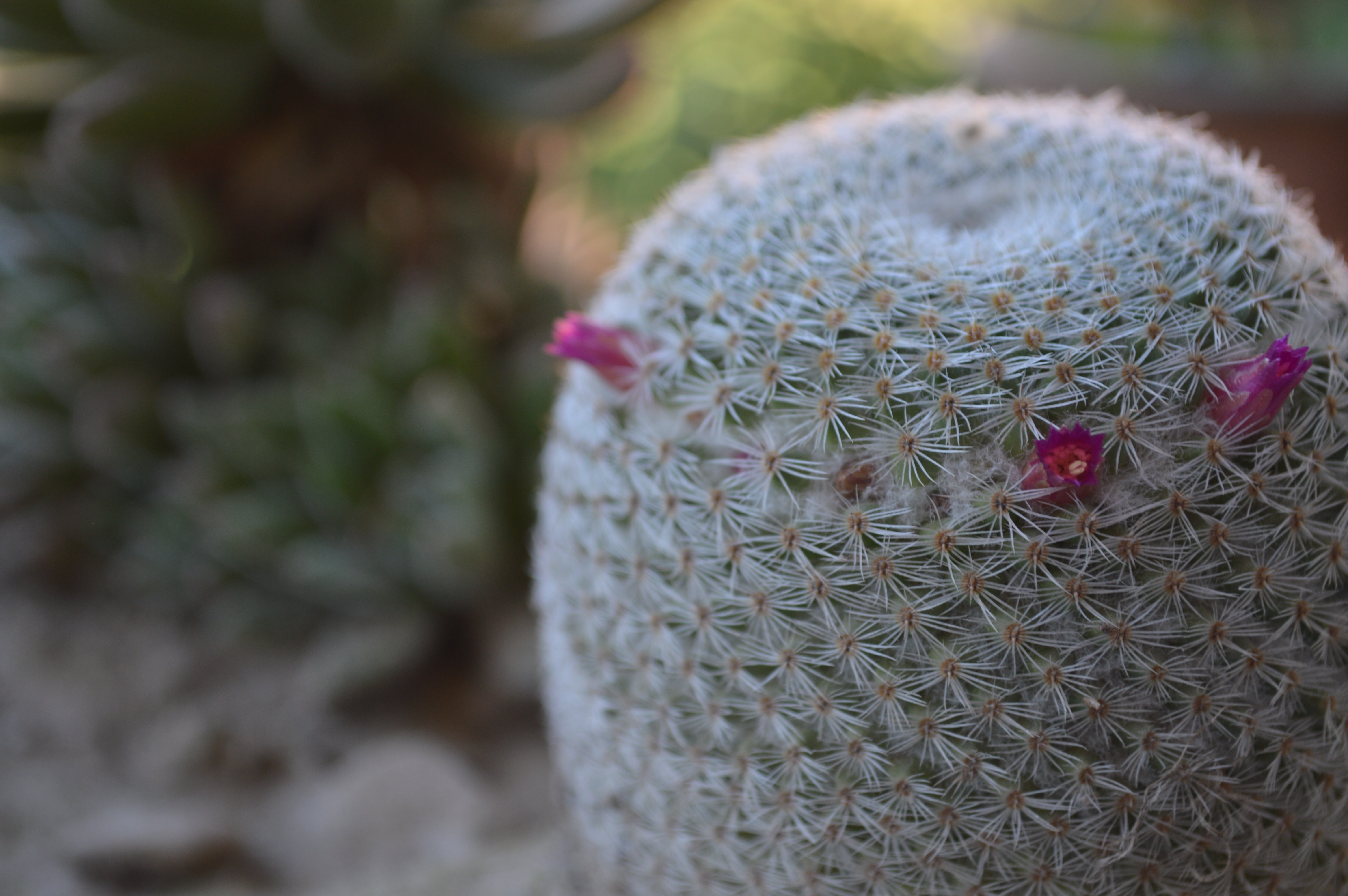 cactus, craft, green, outdoors, single object, art and craft, plant, focus on foreground, animal, plants, pattern, nature, thorny, close-up, flowering plant, HD Wallpaper