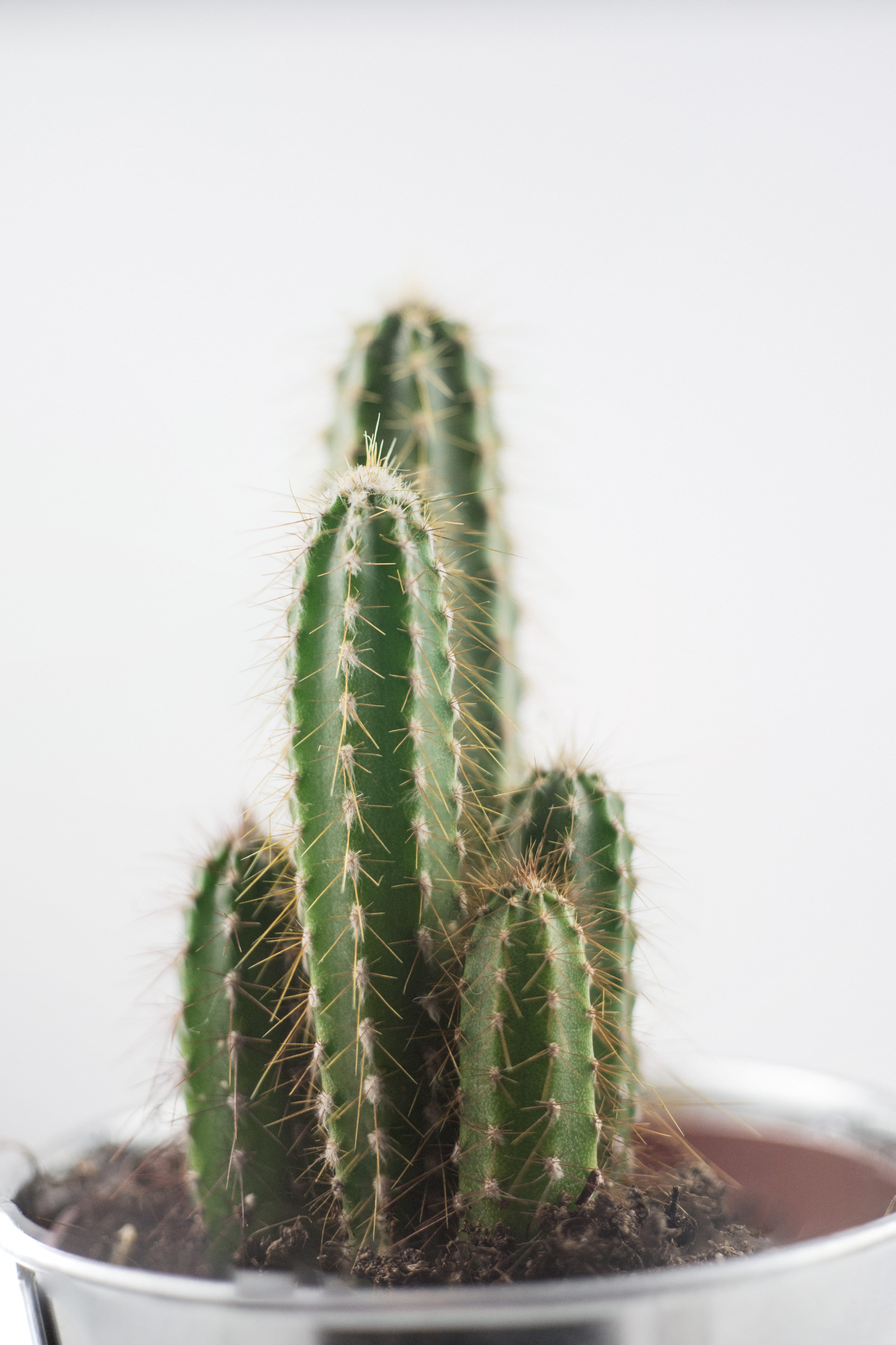 cactus plant, arid climate, clothing, spiked, plant, day, cowboy hat, sprout, white, anemone, fig, green color, nature, green, bud, 5K, rubber eraser, Phone HD Wallpaper