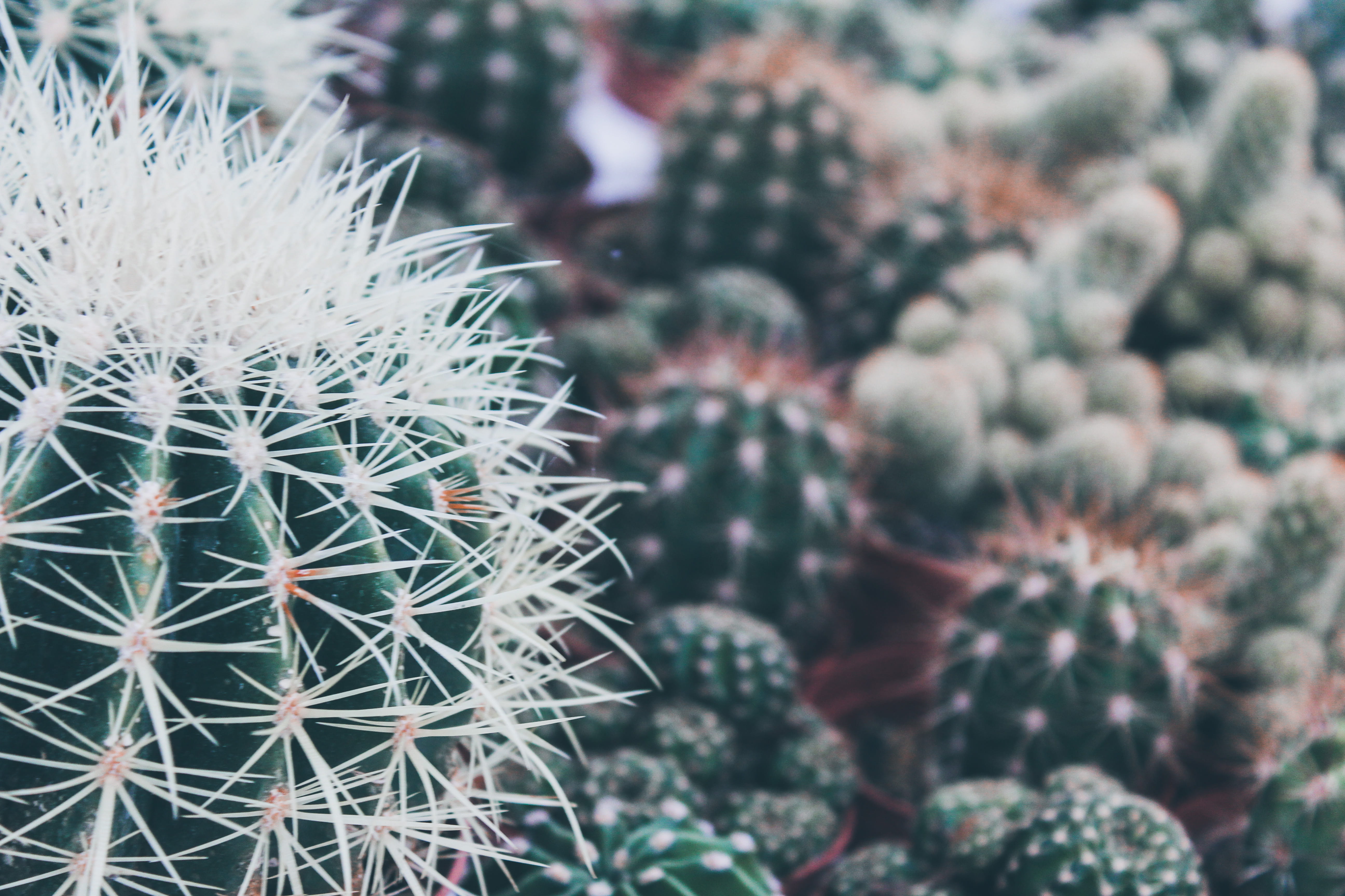 day, succulent plant, spiky, muffin, fruit, cream, potted plant, needle - plant part, focus on foreground, outdoors, full frame, hat, tin, cupcake, greenhouse, HD Wallpaper
