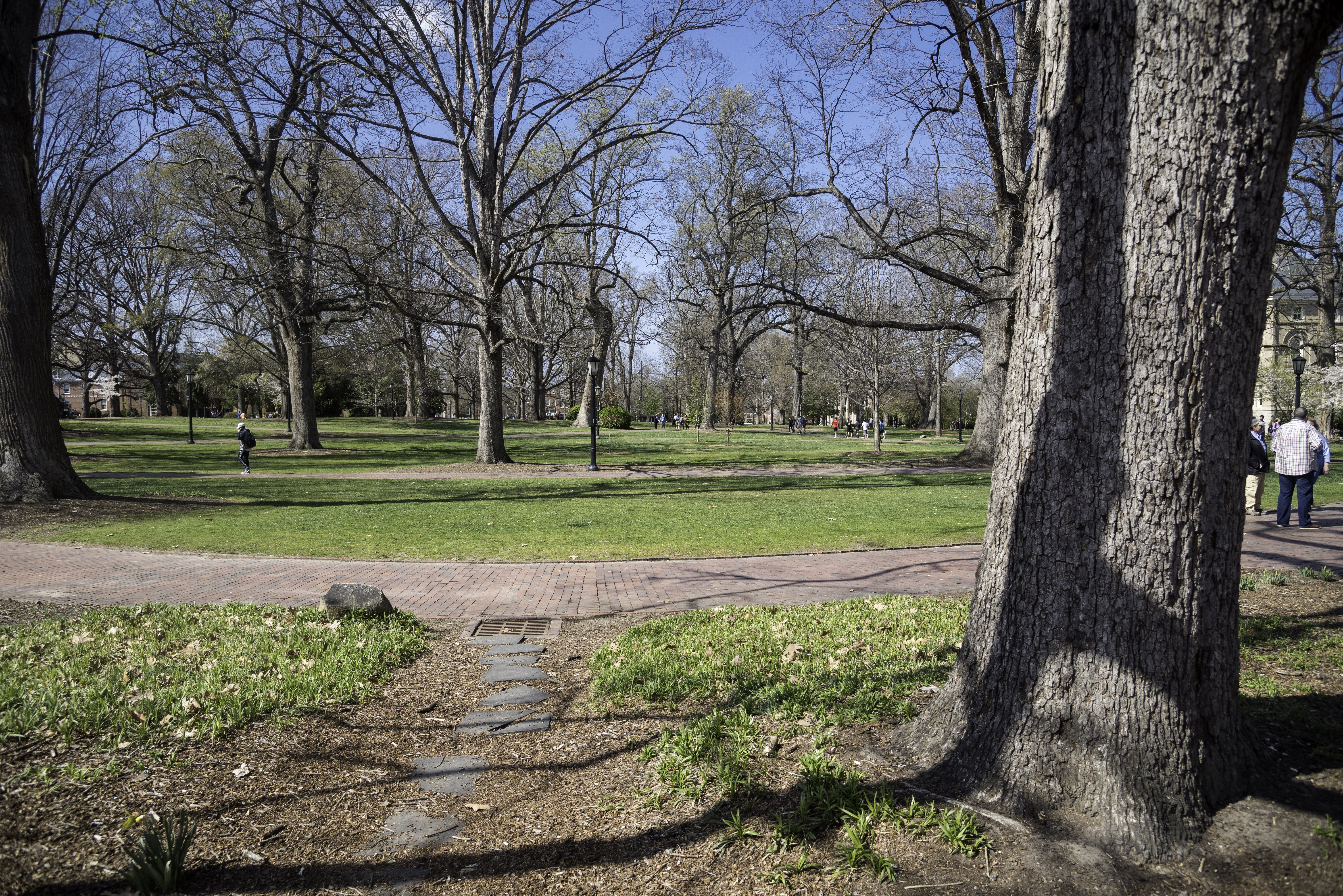 bare tree, beauty in nature, carolina, landscape, main, North Carolina, footpath, View, day, north carolina, public domain, UNC, grass, no people, quad, HD Wallpaper