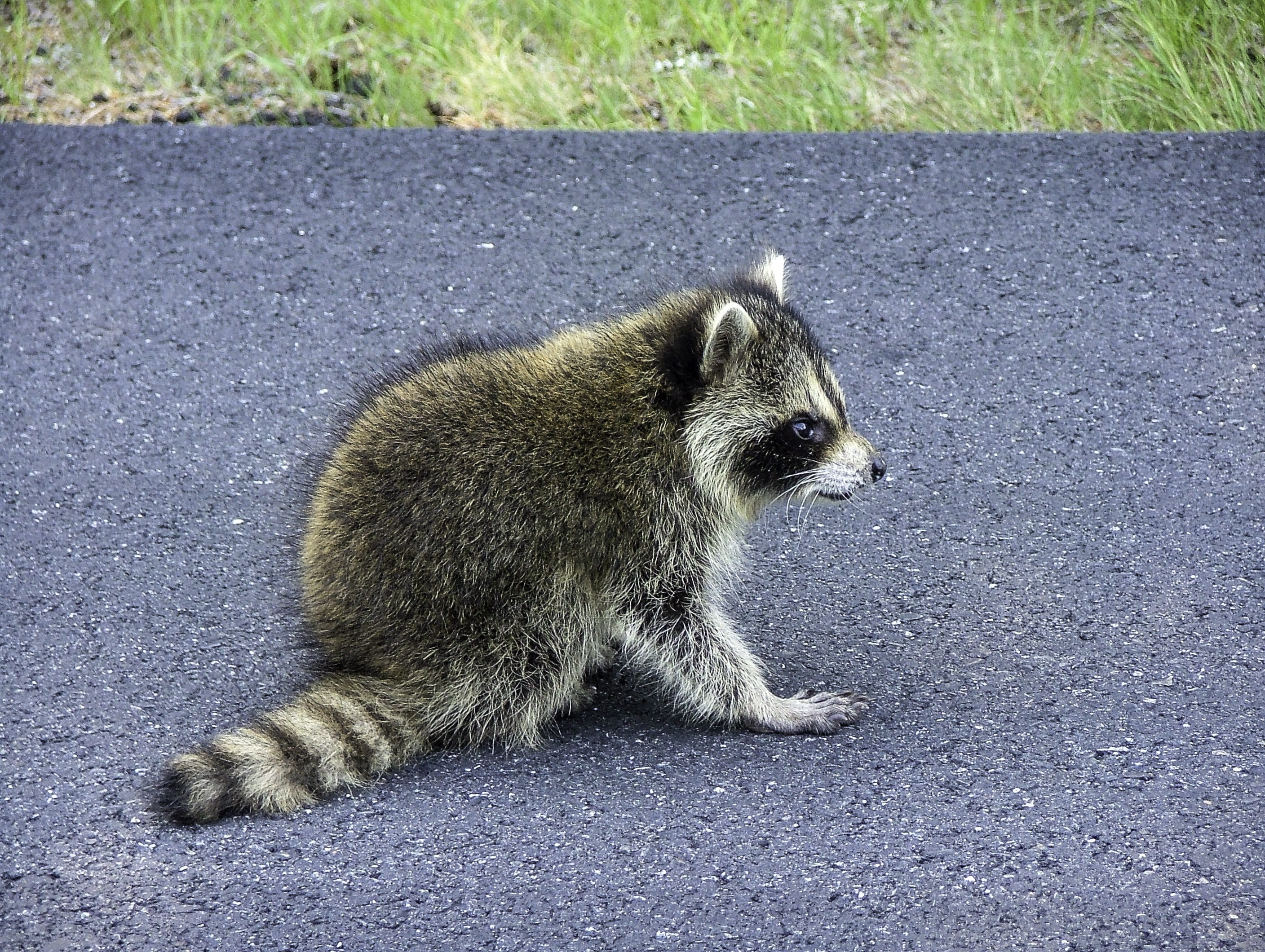 2K, animals And Pets, United States, rodent, animal, one Animal, on road, national, acadia, gray, whisker, animals In The Wild, vertebrate, photos, animal themes, HD Wallpaper