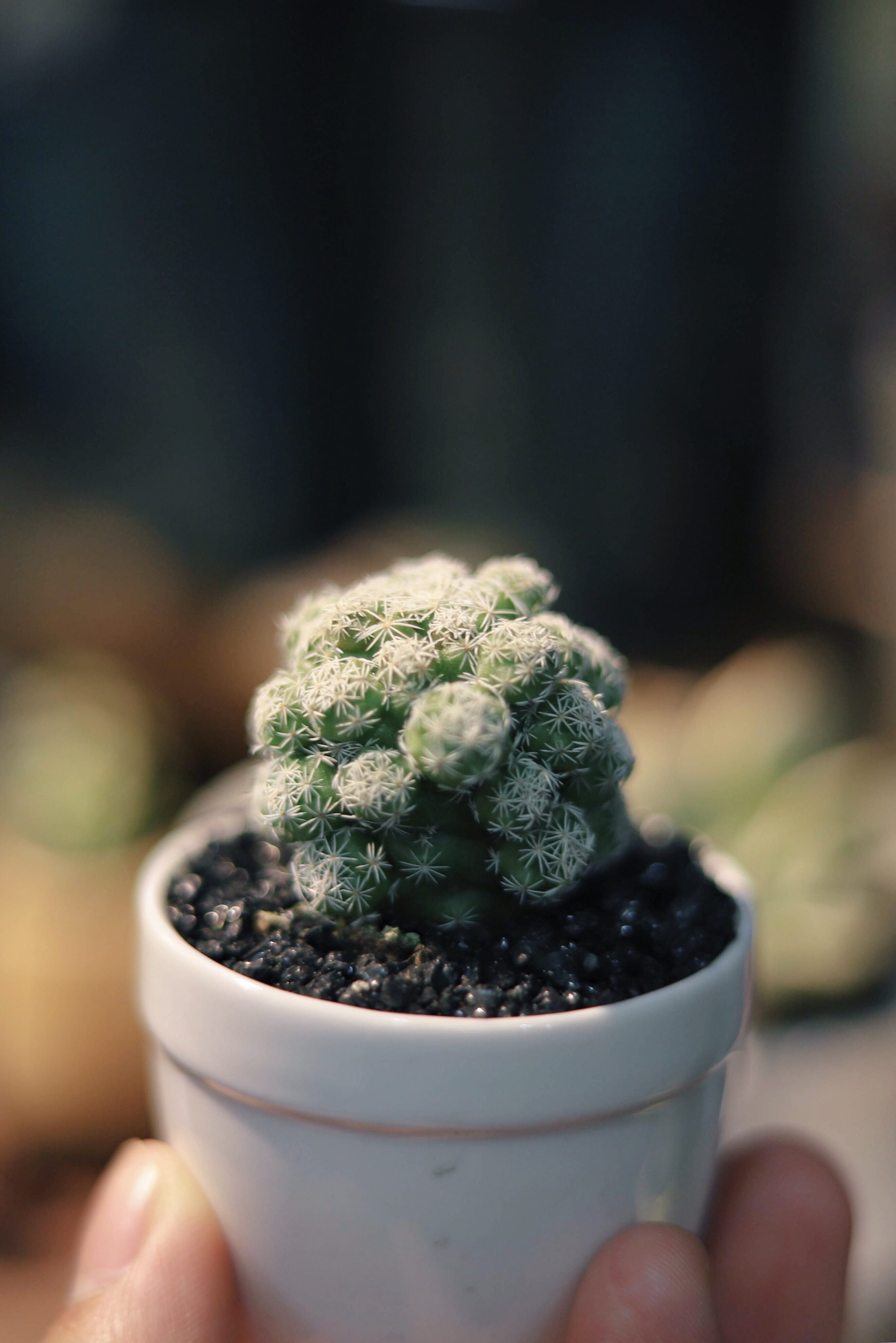 lifestyles, plant, real people, holding, pot, food and drink, close-up, freshness, 4K, cactus, selective focus, human body part, hand, black, person, selective, Phone HD Wallpaper