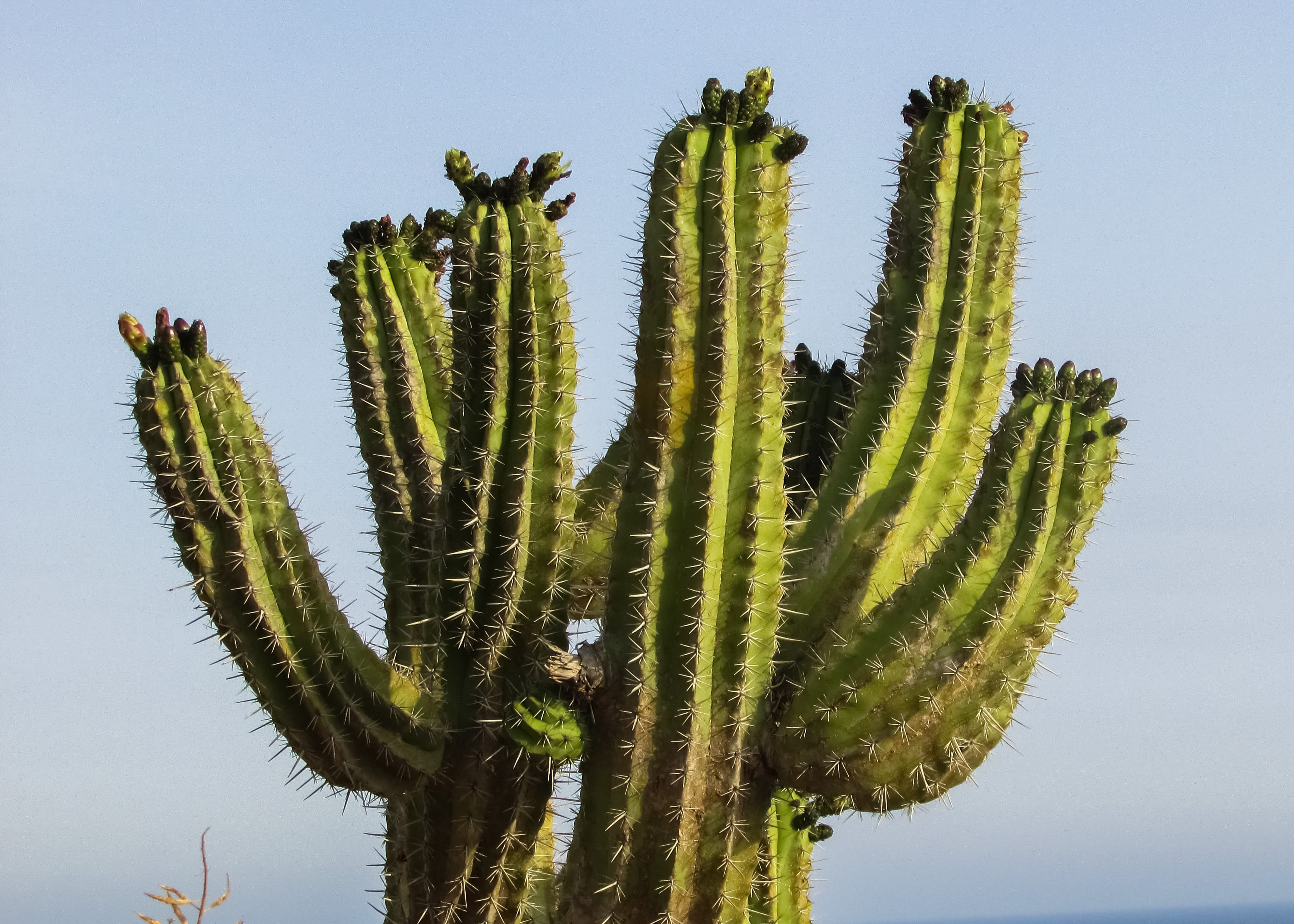 sky, nature, tree, succulent plant, spiked, green color, climate, photo, day, plant, tranquility, beauty in nature, thorns, growth, no people, 2K, outdoors, HD Wallpaper