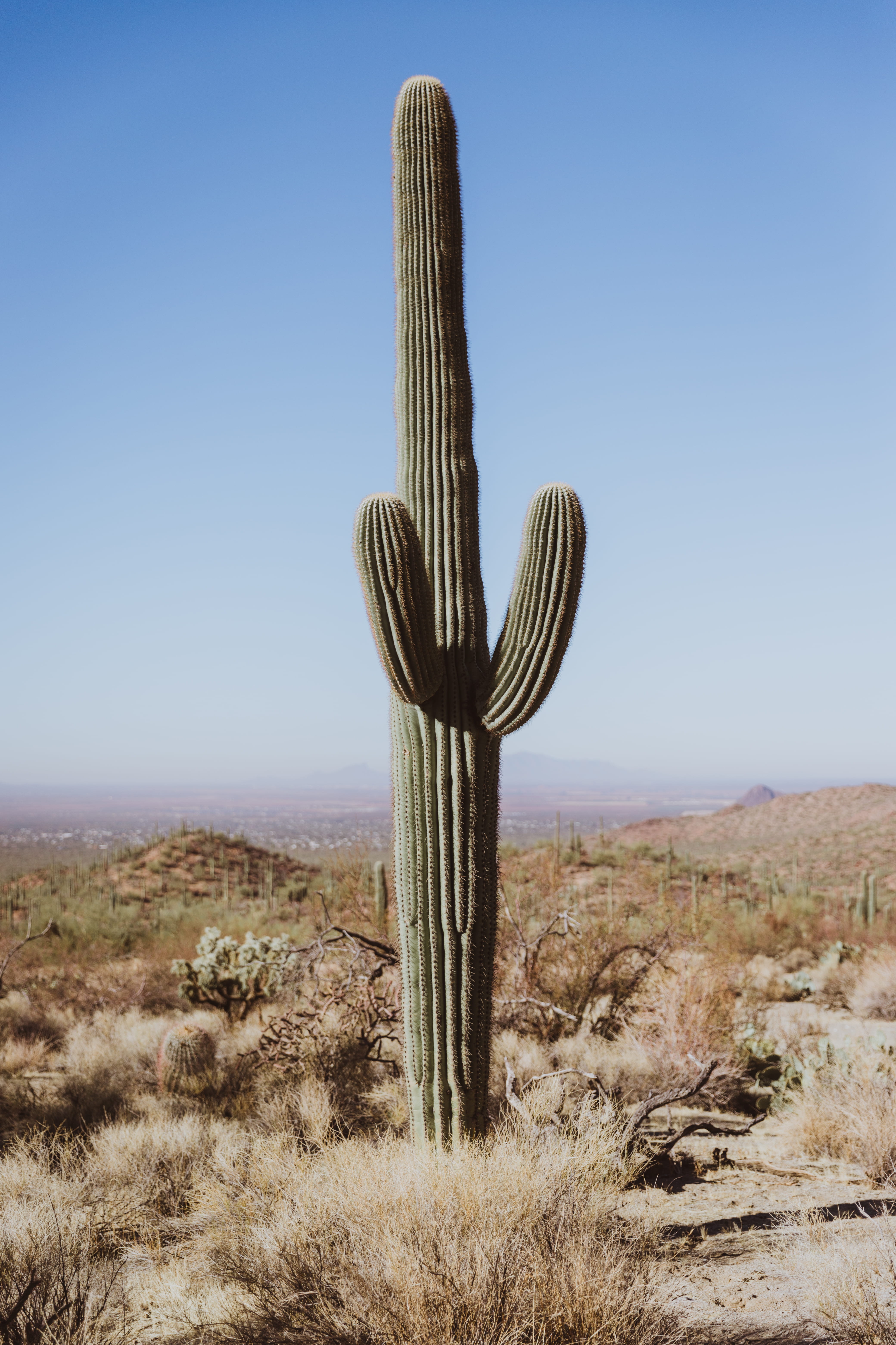 5K, tranquility, no people, day, landscape, climate, beauty in nature, closeup, field, grass, photography, saguaro cactus, desert, clear sky, cactus, environment, Phone HD Wallpaper