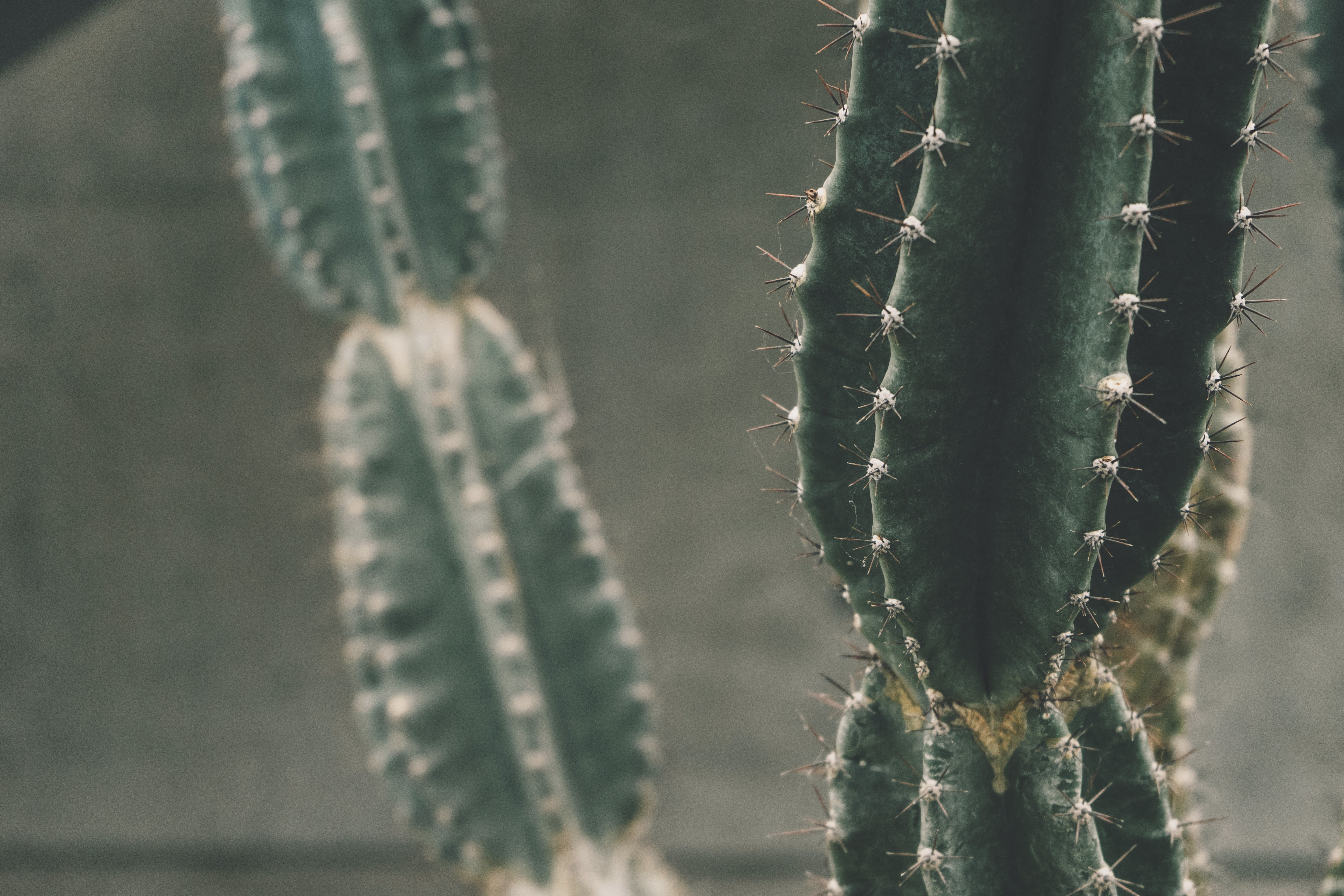 cactus, tranquility, nature, beauty in nature, photo, selective focus, day, thorn, photography, no people, green, shallow, plant, fragility, close-up, 5K, HD Wallpaper