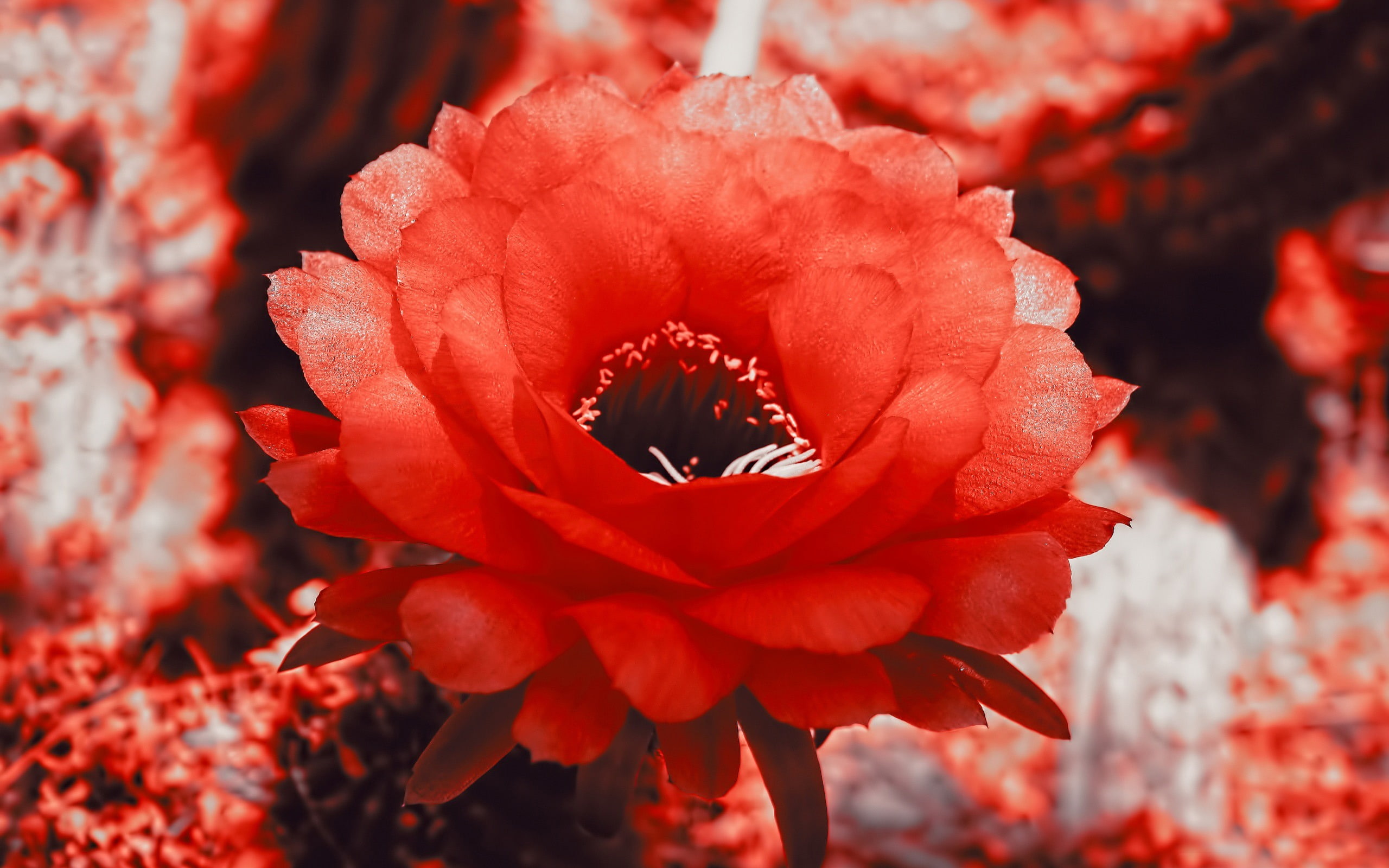 nature, focus on foreground, plants, pollen, growth, flowers, photo, springtime, vulnerability, outdoors, fragility, no people, cactus, beauty in nature, HD Wallpaper