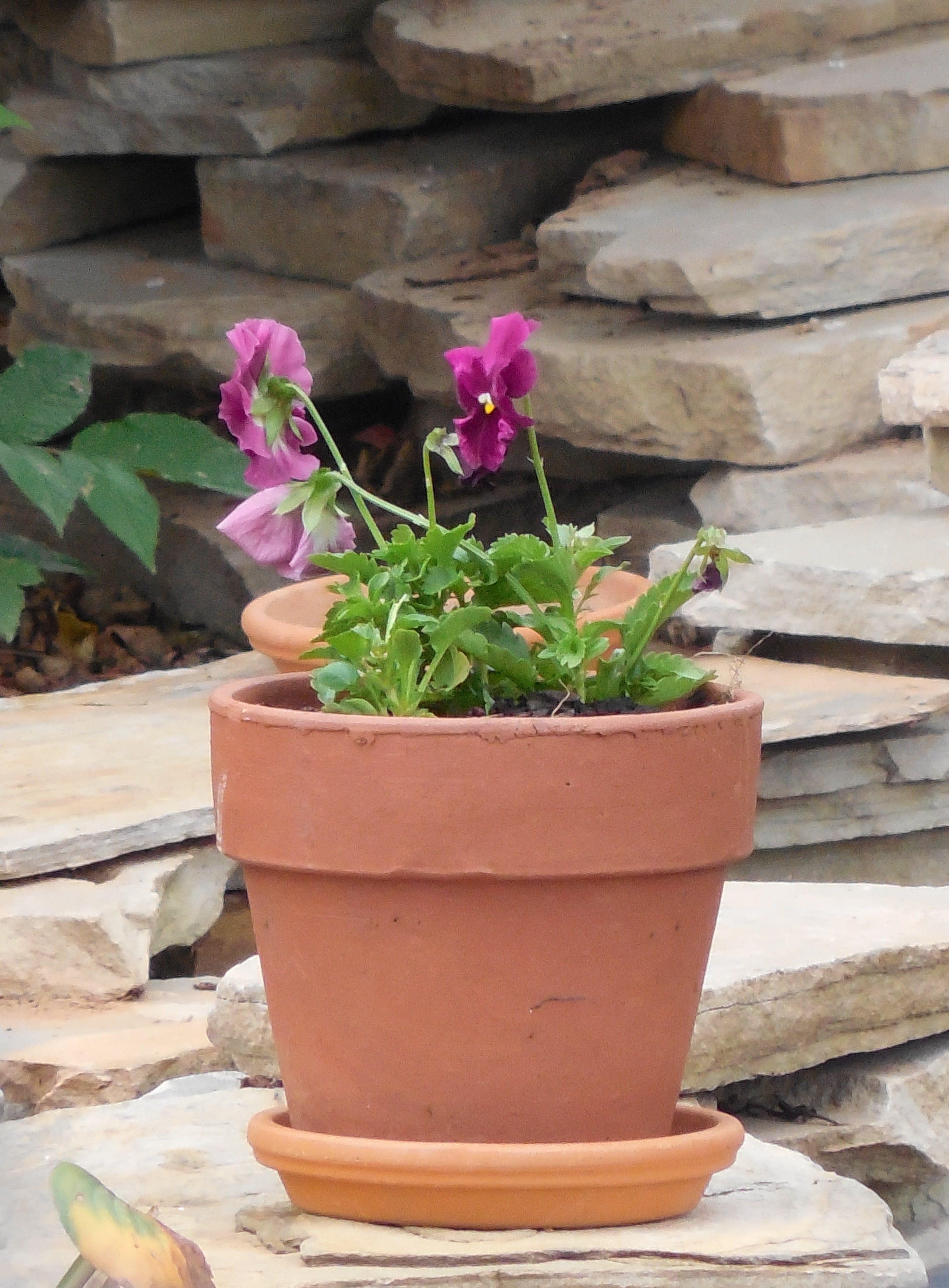 rock - object, rock, Pottery, flowerpot, beauty in nature, Pot, close-up, flower head, vase, ceramic, day, potted plant, fragility, stone, decoration, container, Phone HD Wallpaper