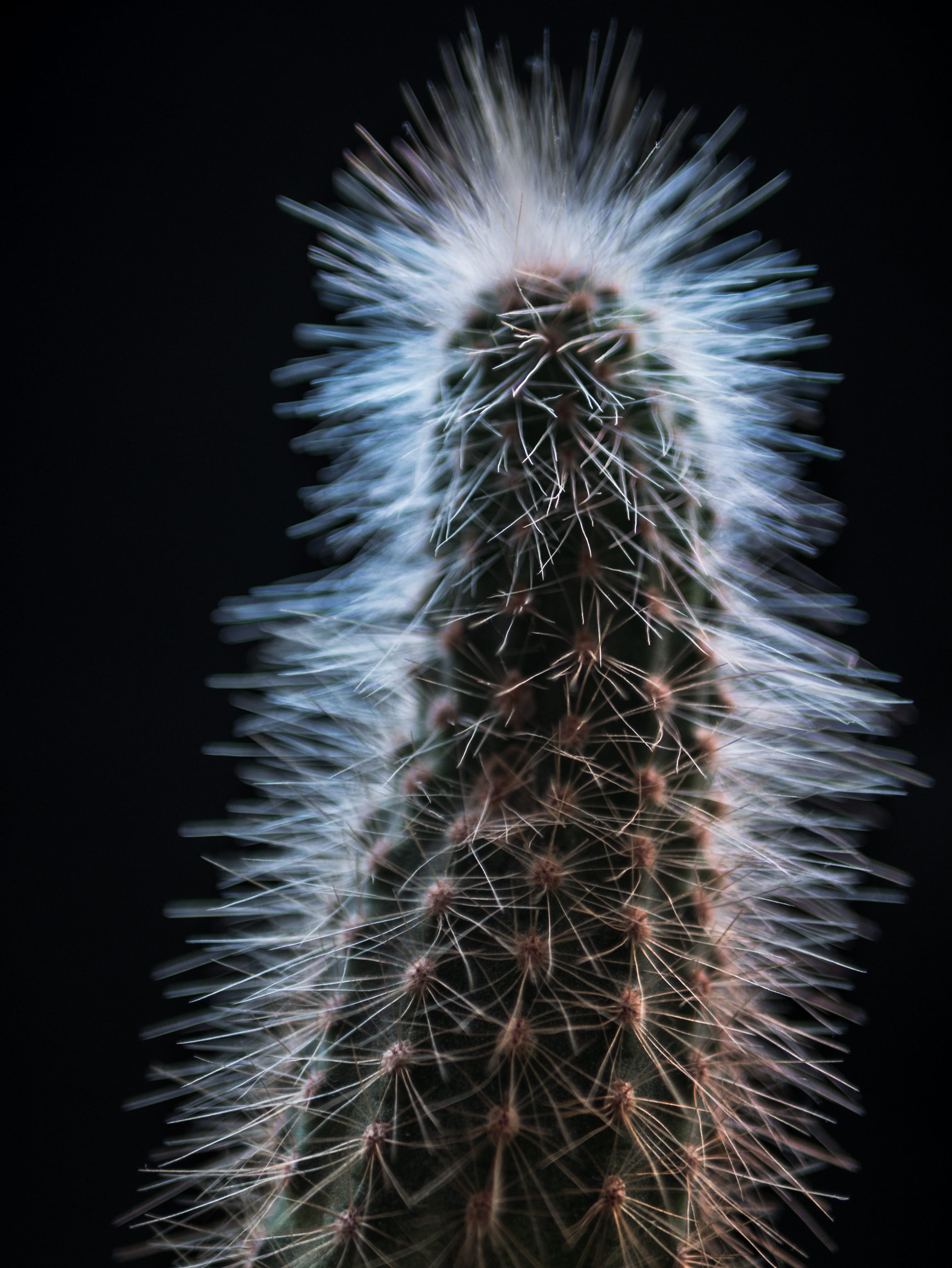 outdoors, cacti, softness, 2K, close-up, hair, spiky, cactus, growth, photo, closeup, green, nature, plant, dandelion seed, black background, flowering plant, Phone HD Wallpaper