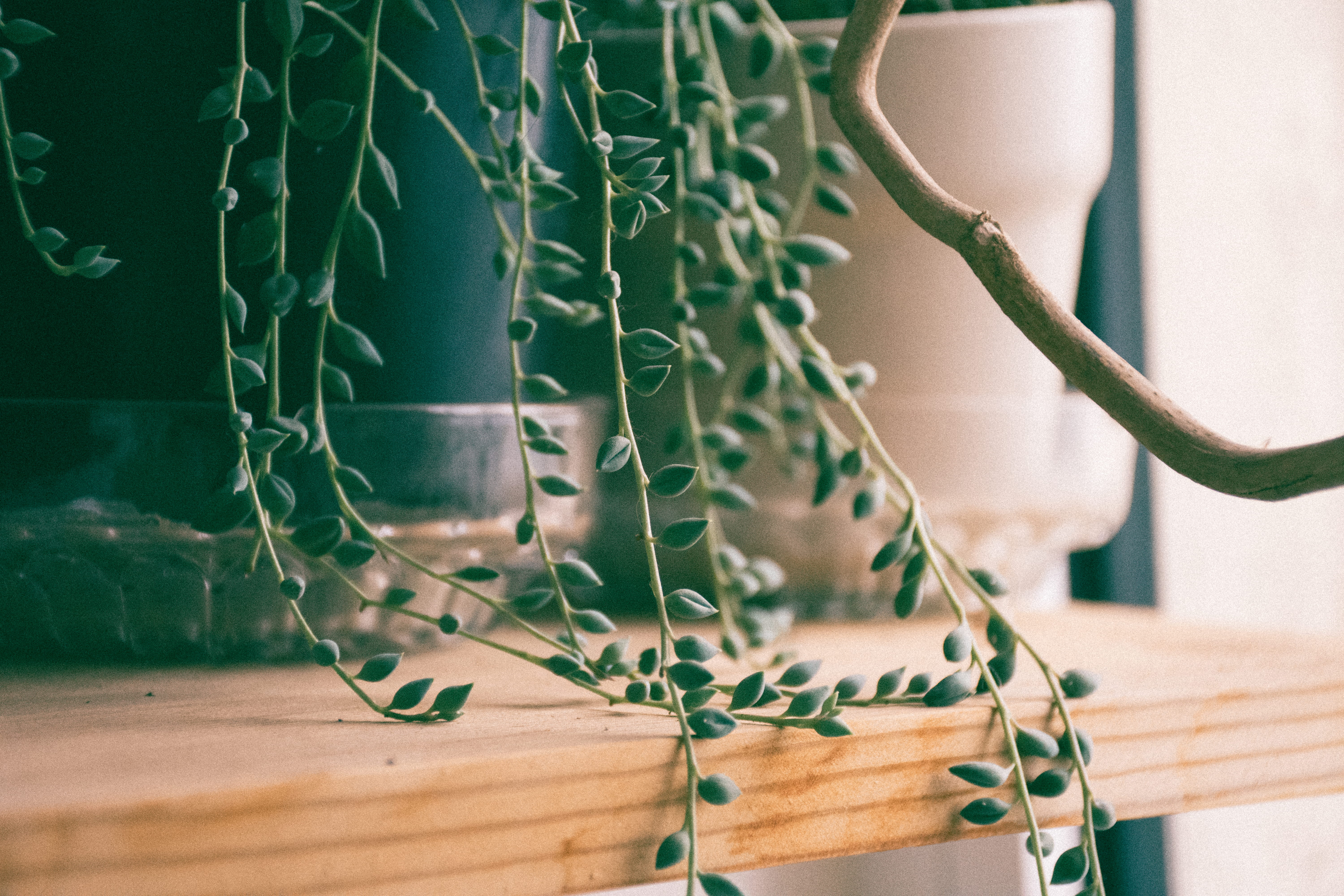 brown, rack, green, plant, wood - Material, close-up, trailing pot plant, wooden, table, hanging, green Color, flower, branch, shelf, close up, leaf, decor, HD Wallpaper