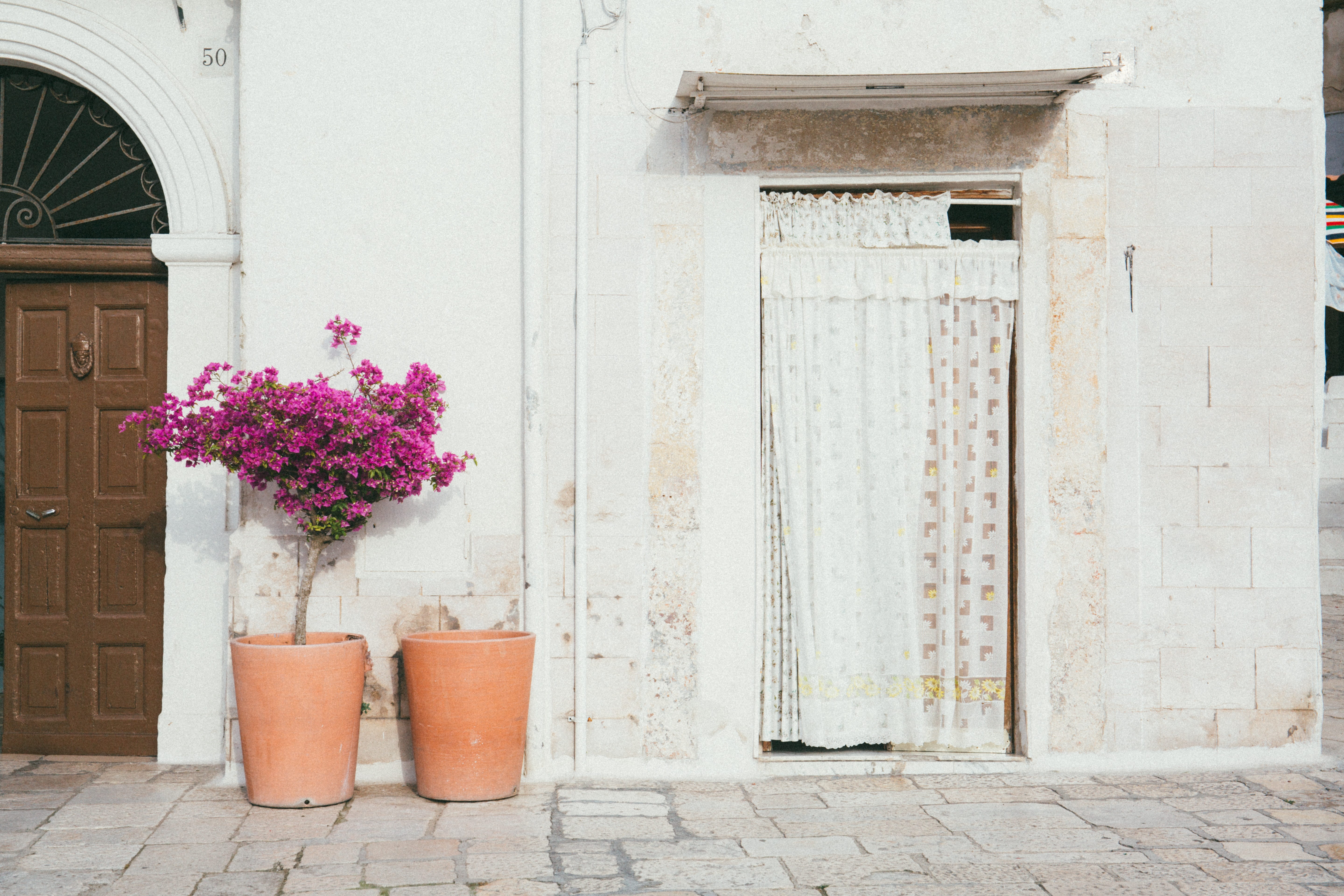 wall, nature, footpath, building exterior, pot, freshness, pink, building, flowering plant, purple, 5K, outdoors, white, flower, day, curtain, pink color, HD Wallpaper