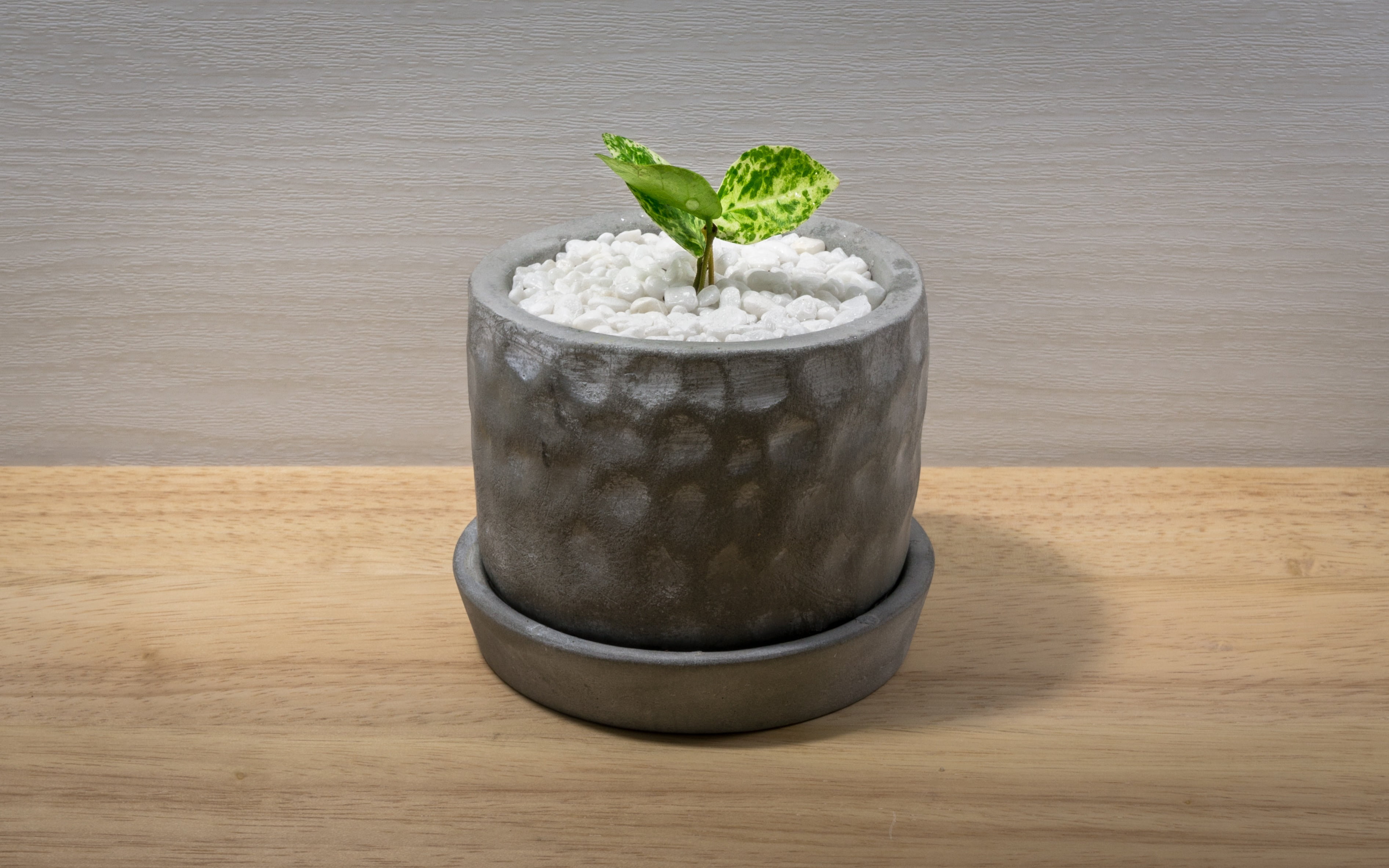 nature, brown, drink, close-up, potted plant, food and drink, plant part, mint leaf - culinary, surface, flower, wood - Material, herb, pool, freshness, HD Wallpaper