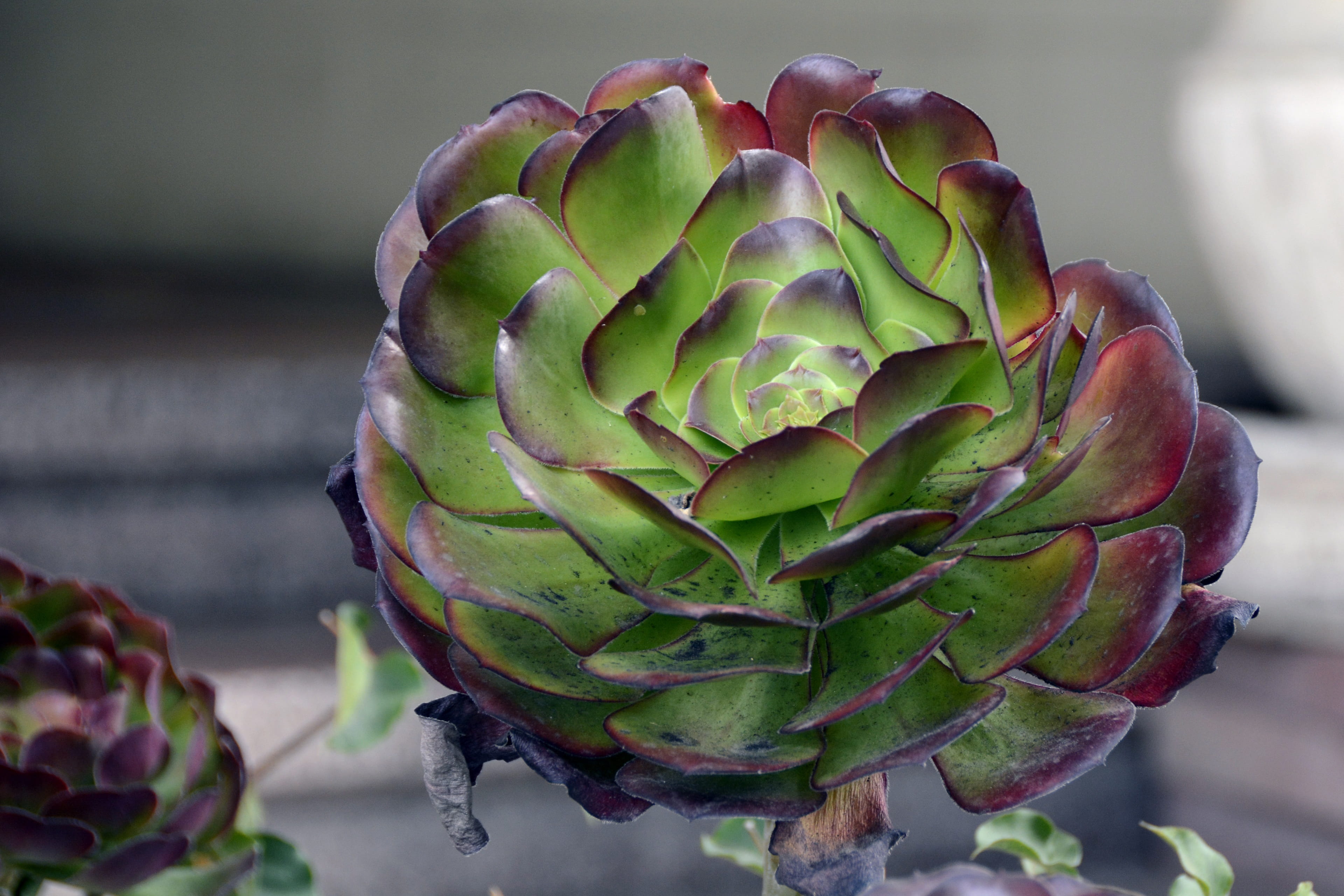 healthy eating, thick sheet greenhouse, focus on foreground, sepal, wellbeing, leaves, rosettes, green, green color, aeonium, plant, crassulaceae, nature, HD Wallpaper
