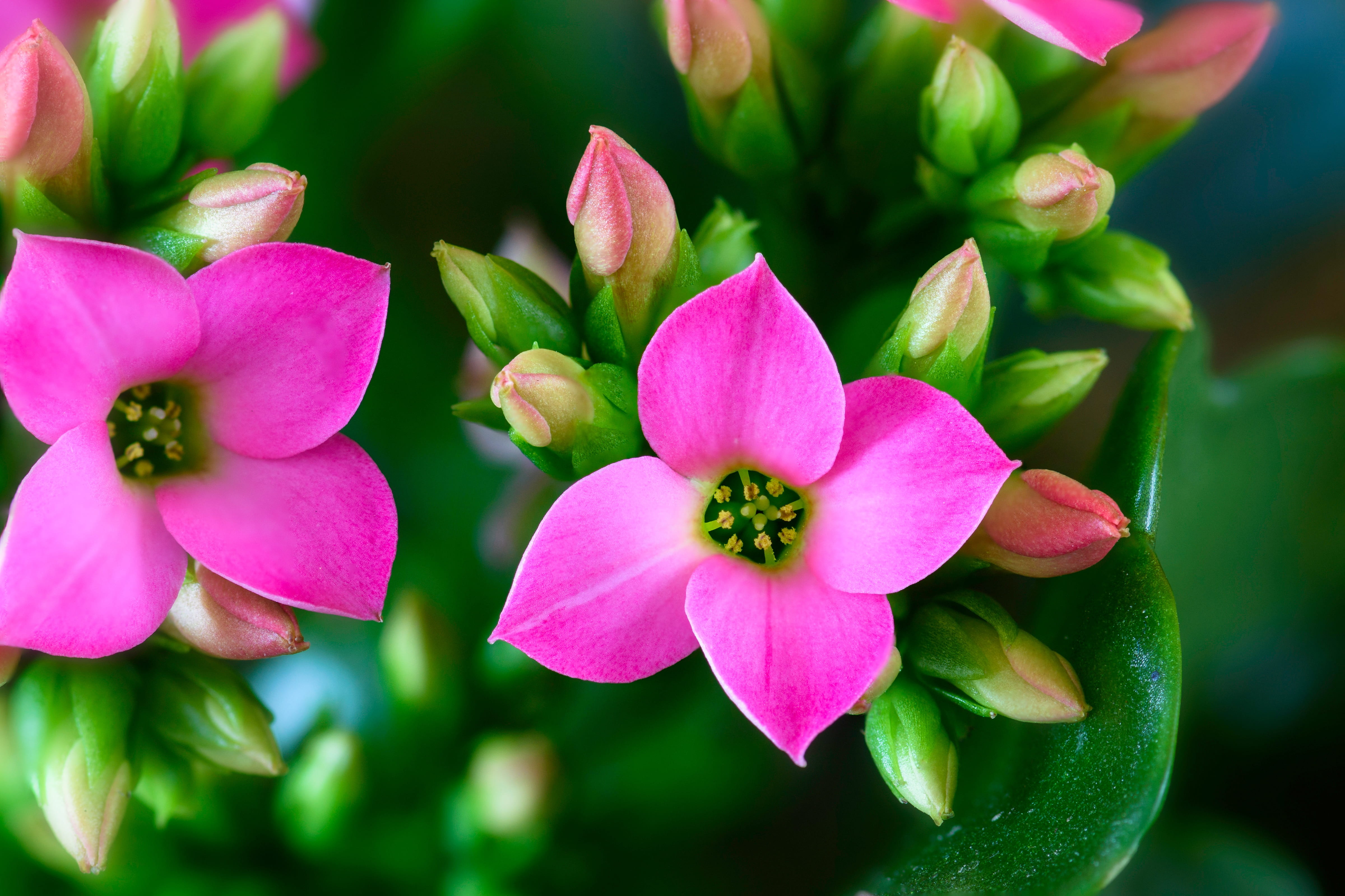 macro, meaty, leaves, petal, springtime, close-up, flaming käthchen, 4K, day, houseplant, red, bright, plant, vulnerability, purple, flower head, plant part, HD Wallpaper