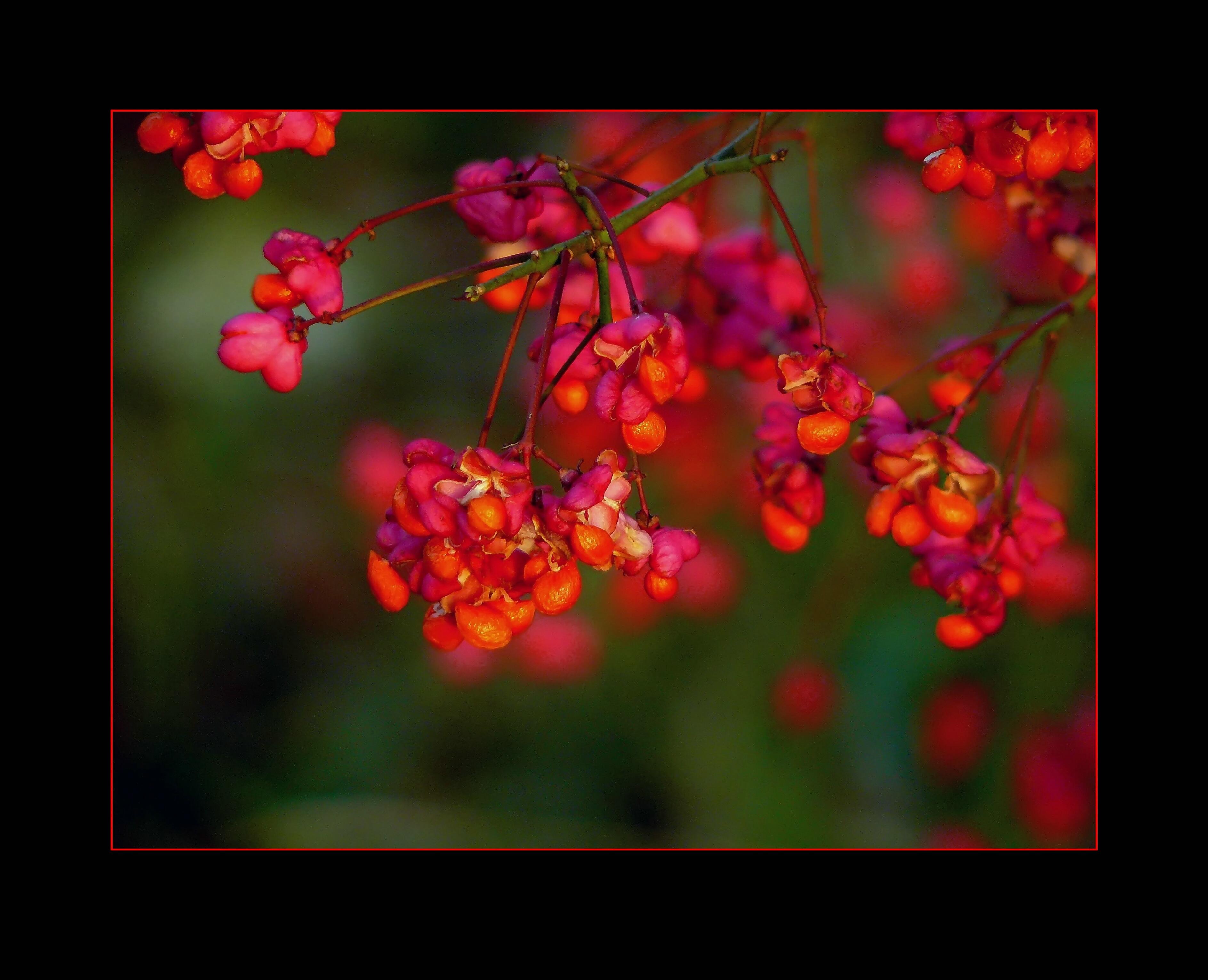 meaty, red currant, fortunei, flora, spindle, ornamental plant, blossom, toxic, close up, nature, growth, focus on foreground, food, orange, red, healthy eating, HD Wallpaper