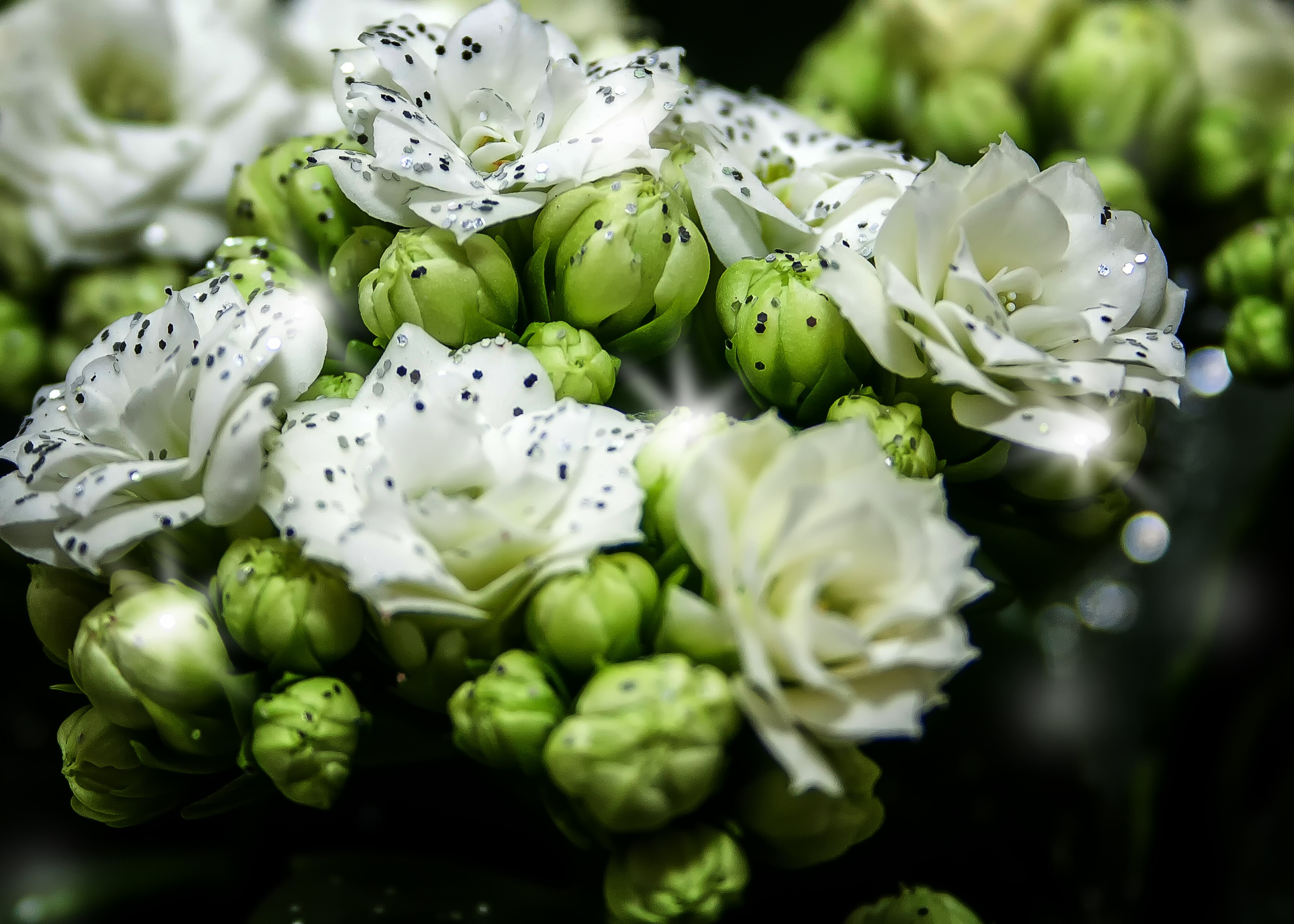 focus on foreground, nature, glitter, flower, ornamental plant, food and drink, white color, inflorescence, petal, flowering plant, thick sheet greenhouse, HD Wallpaper