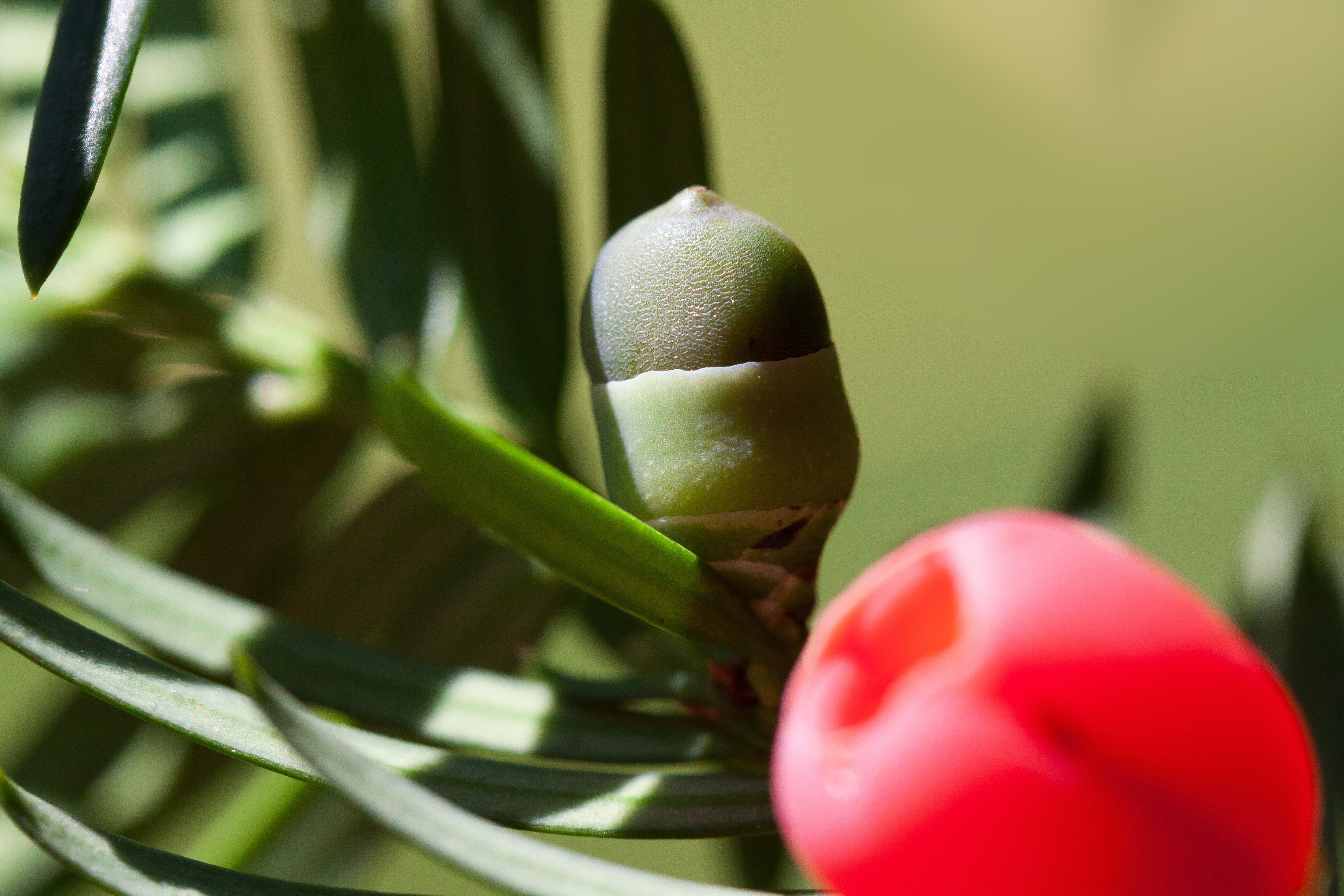 outdoors, plant part, nature, taxin, vegetable, macro, taxaceae, selective focus, yew family, food, beauty in nature, periwinkle, freshness, conifer, leaf, HD Wallpaper