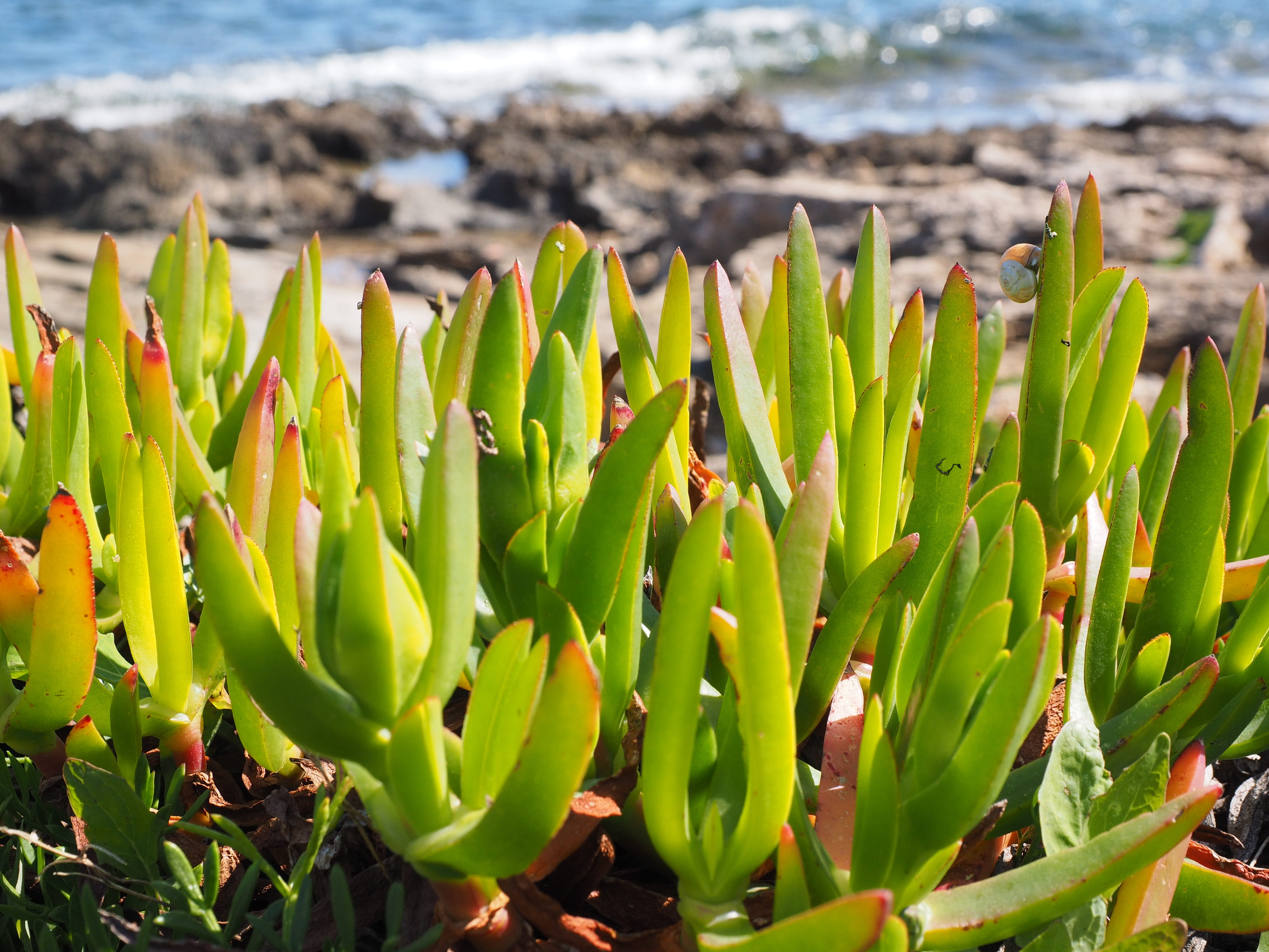 tranquility, day, cactus, plant part, 4K, plant, meaty, close-up, beauty in nature, outdoors, field, witches finger, succulent plant, no people, horse fig, HD Wallpaper