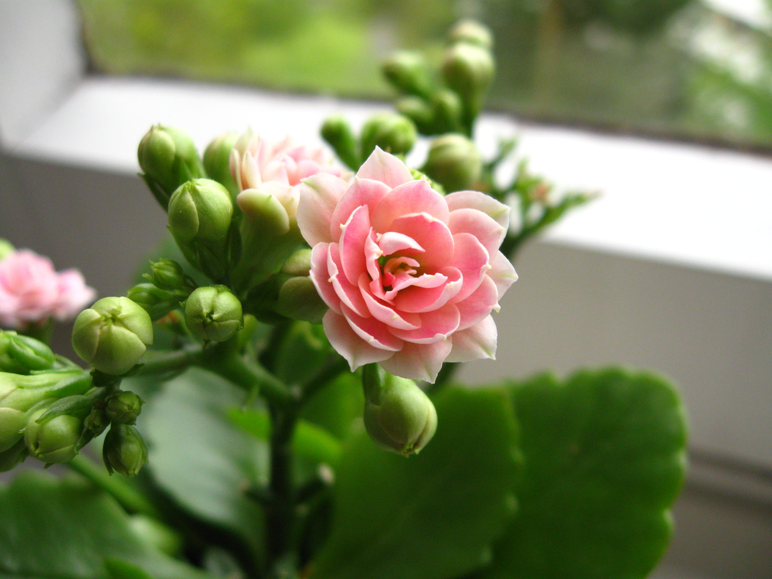 window, vulnerability, freshness, succulent, bouquet, meaty, petal, no people, flower head, close-up, inflorescence, pink color, kalanchoe, rose, outdoors, HD Wallpaper