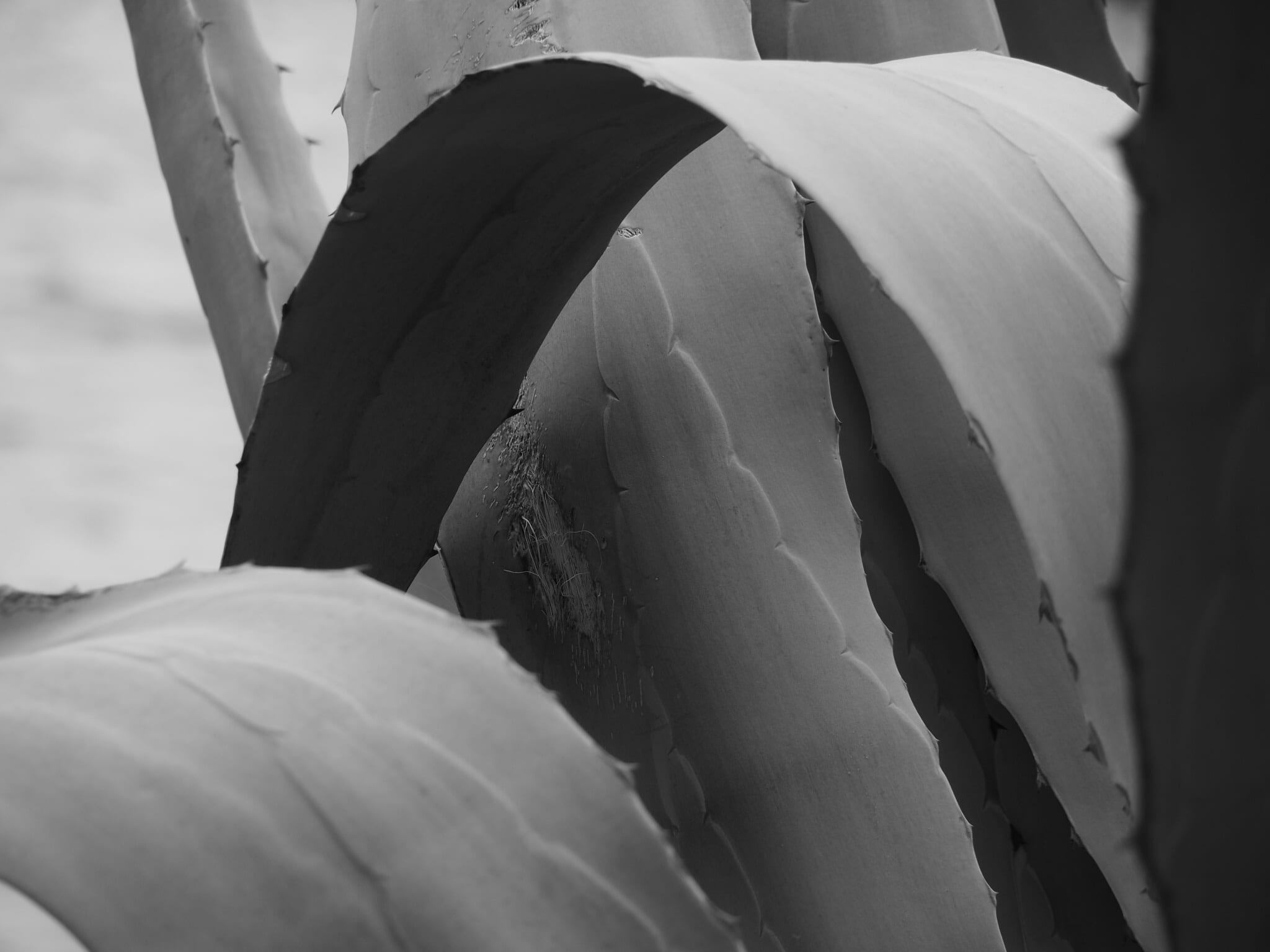 dragon tree-agave, 1080P, water, statue, spain, black and white, meaty, sea, agave attenuata, beauty in nature, holiday, close-up, flower, freshness, plant part, HD Wallpaper