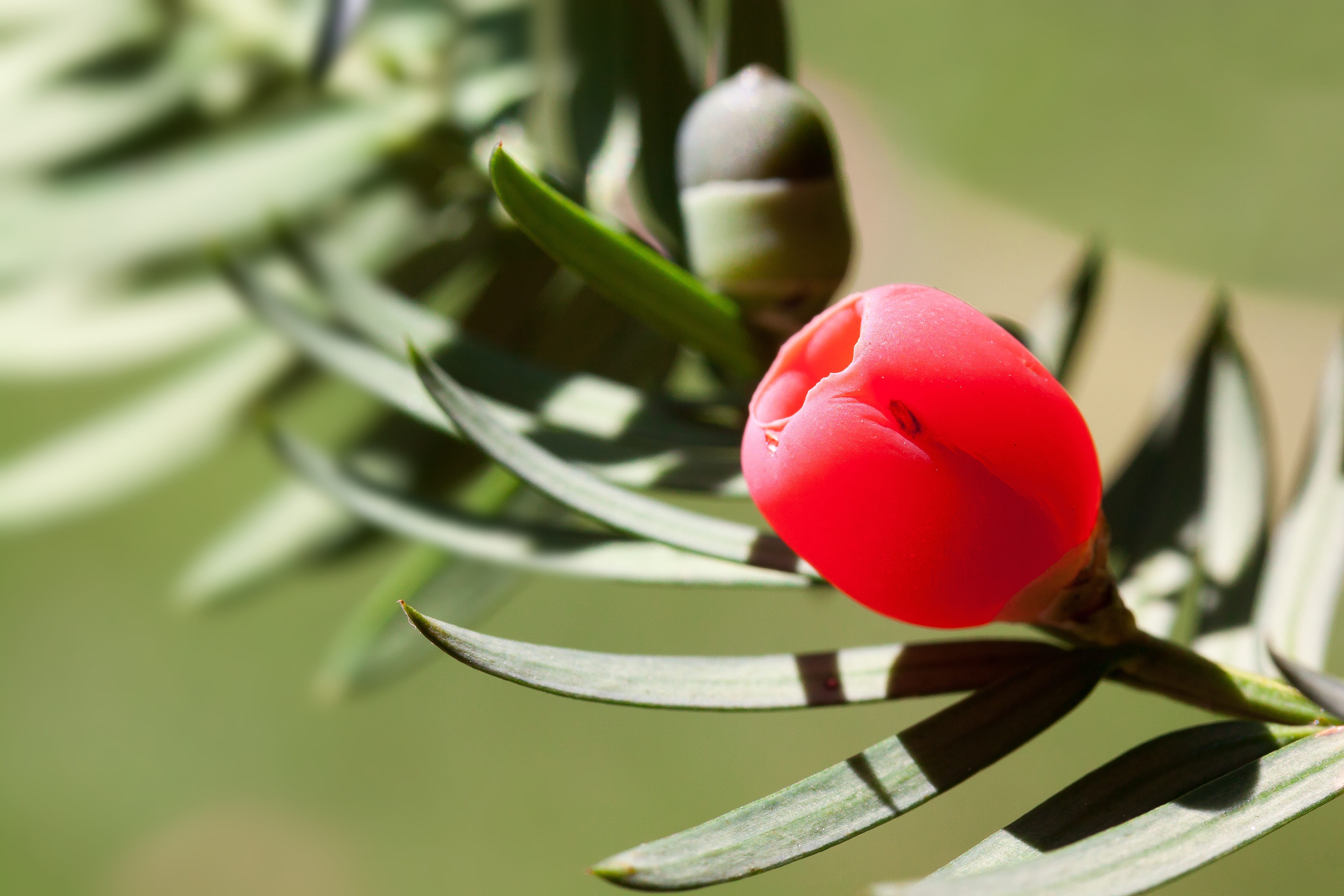 petaled, 4K, flowering plant, no people, toxic, taxus, flower, easter, yew family, green color, closeup, vulnerability, tulip, fragility, springtime, taxaceae, HD Wallpaper