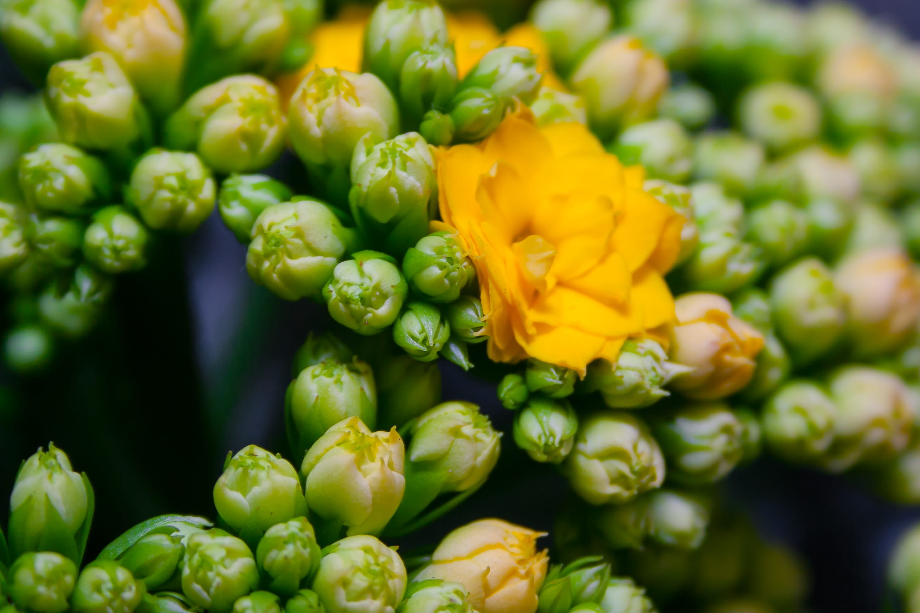 vegetable, green color, selective focus, blossom, day, no people, petal, yellow, bright, plant, close-up, full frame, ornamental plant, kalanchoe blossfeldiana, HD Wallpaper