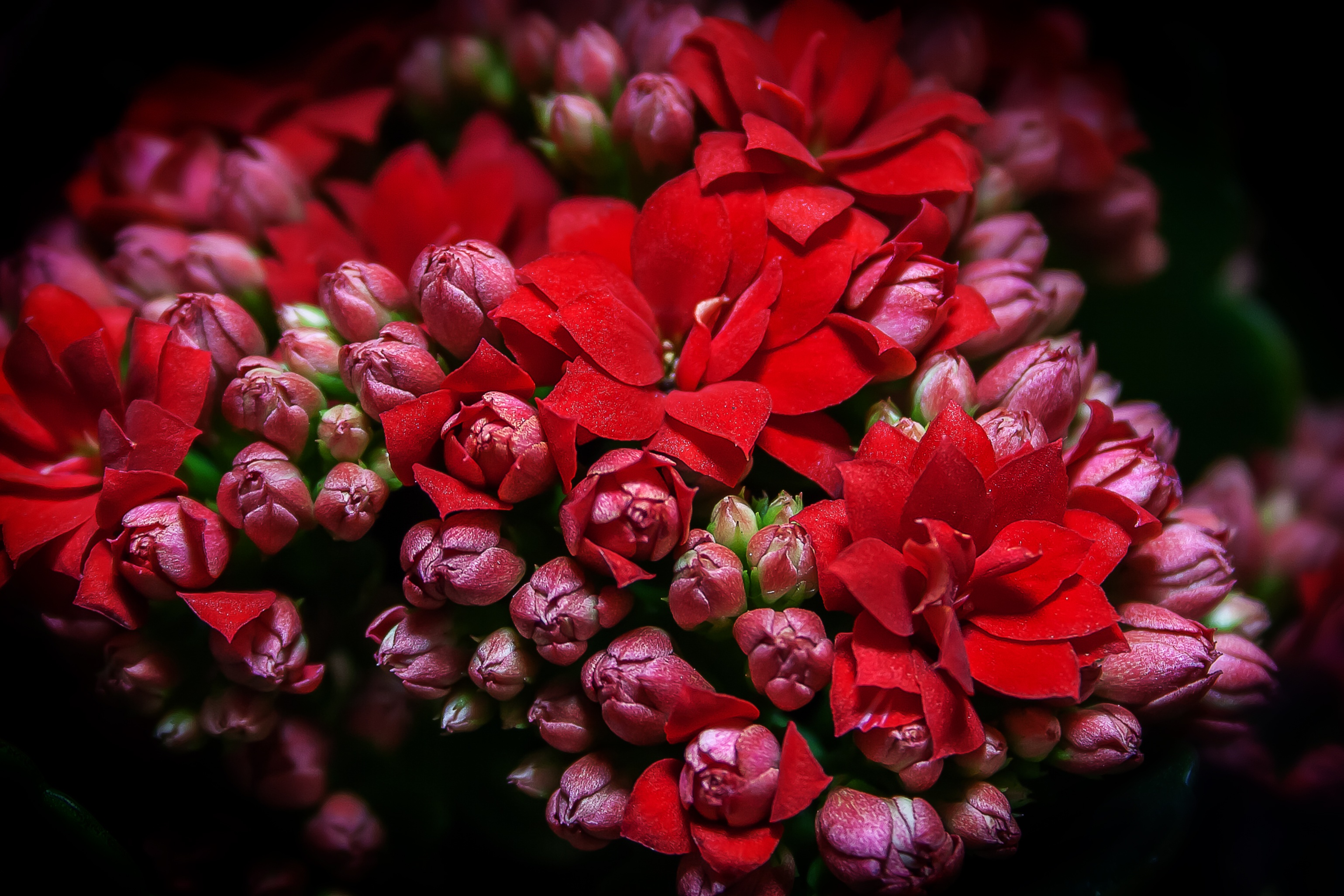 meaty, kalanchoe blossfeldiana, flowers, flower arrangement, flower head, flaming käthchen, springtime, plant, thick sheet greenhouse, inflorescence, growth, HD Wallpaper