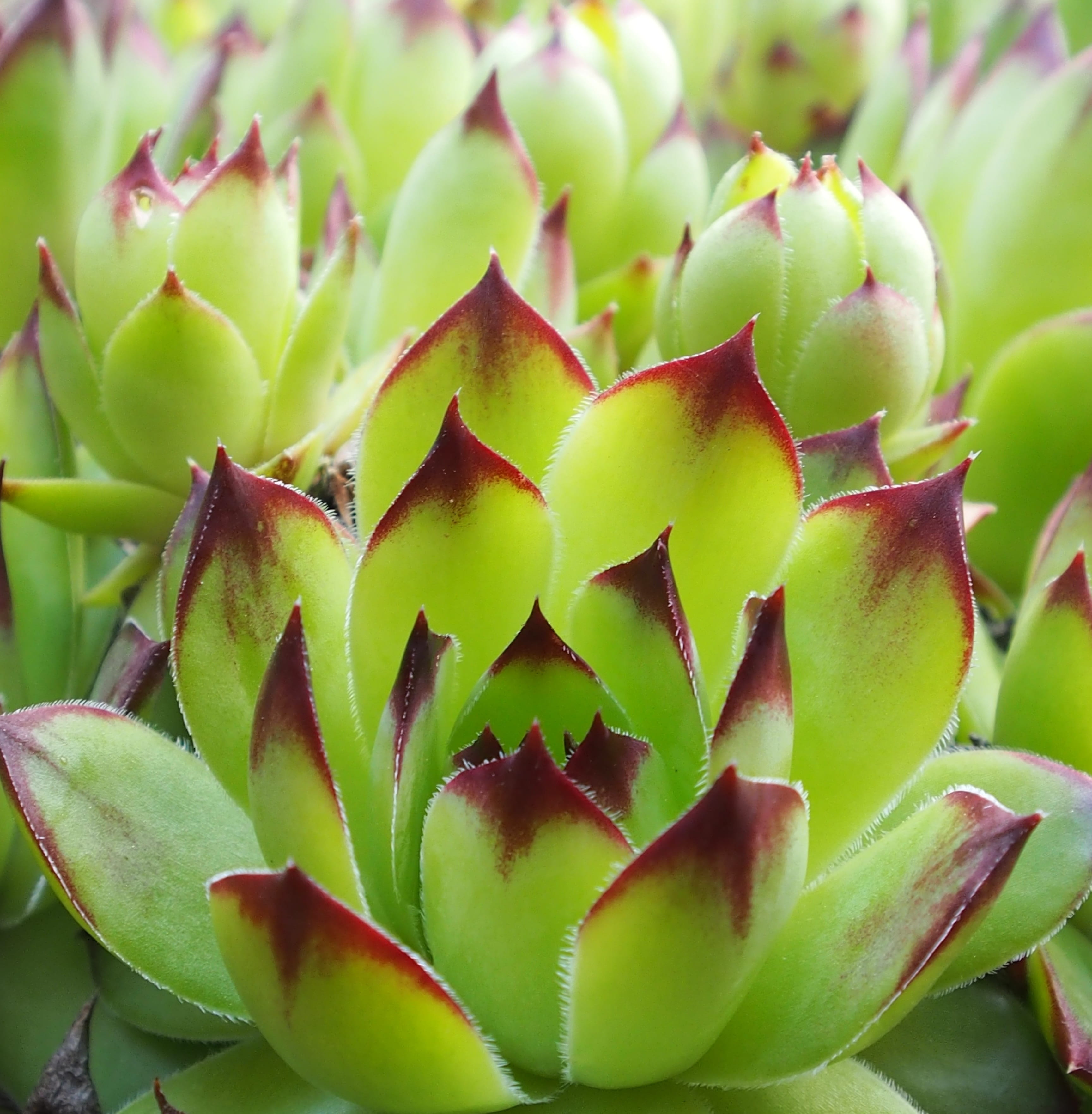 day, growth, spiked, plant, plant part, no people, cactus, sharp, thorn, outdoors, green color, 2K, succulent plant, meaty, focus on foreground, close-up, Phone HD Wallpaper