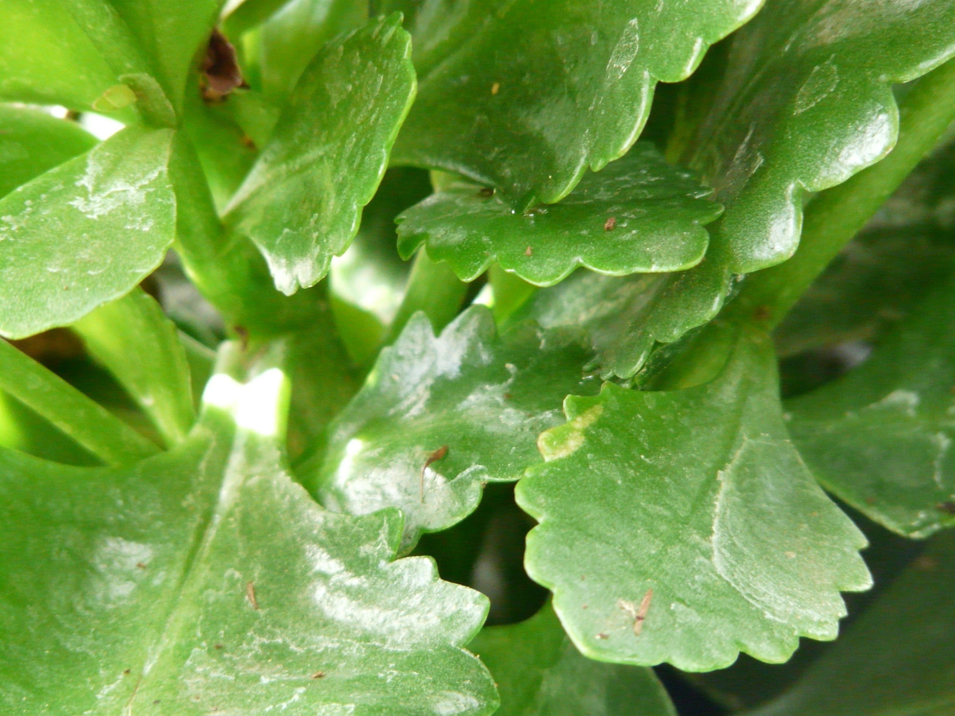 no people, kalanchoe, thickened, 2K, kalanchoe globulifera, drop, freshness, outdoors, water, crassulaceae, food, backgrounds, green, green color, succulent, HD Wallpaper