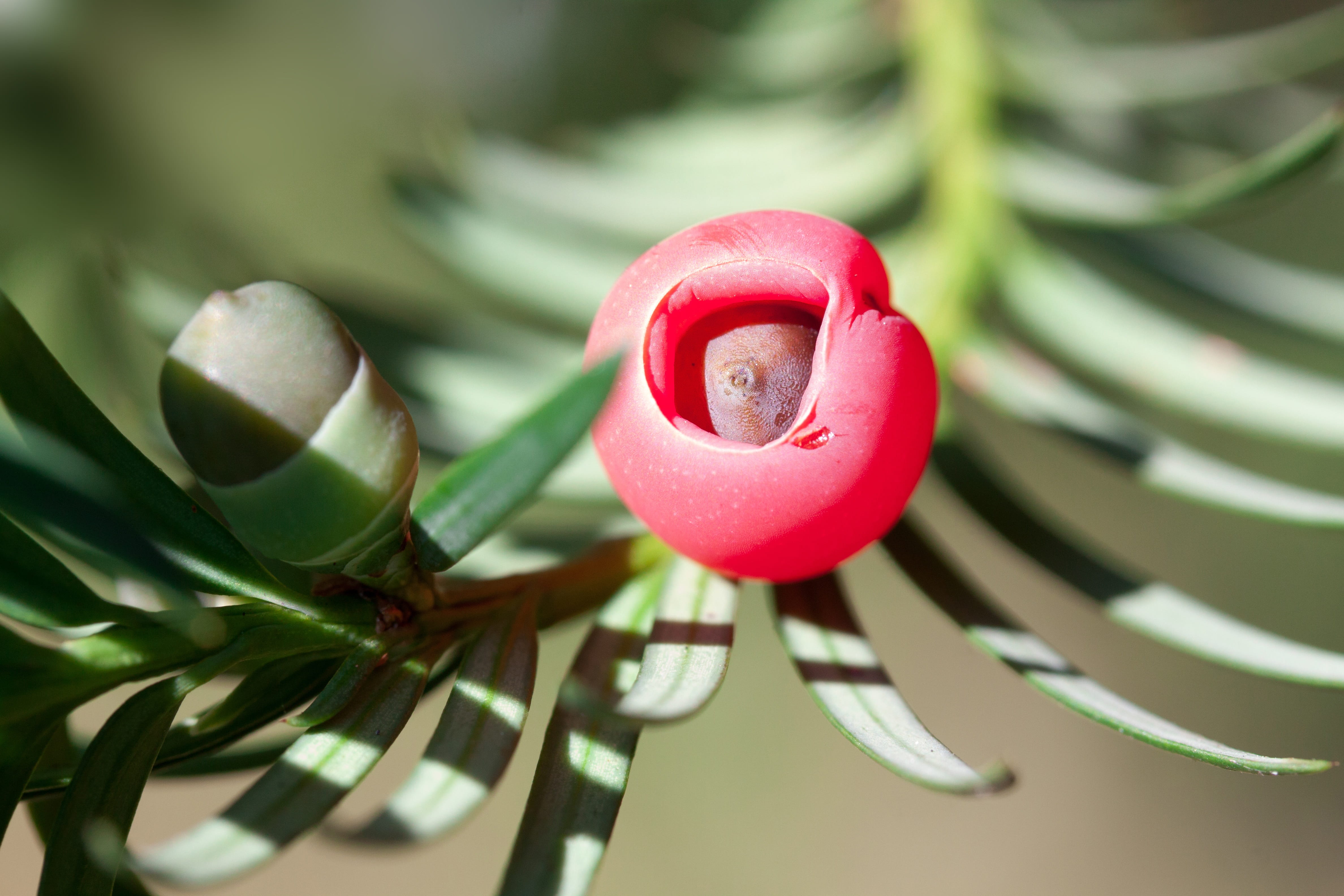 toxic, freshness, pink color, 4K, close-up, growth, beauty in nature, tree, Taxus, macro, ingredients, meaty, fragility, day, Bush, taxin, red, seed coat, HD Wallpaper