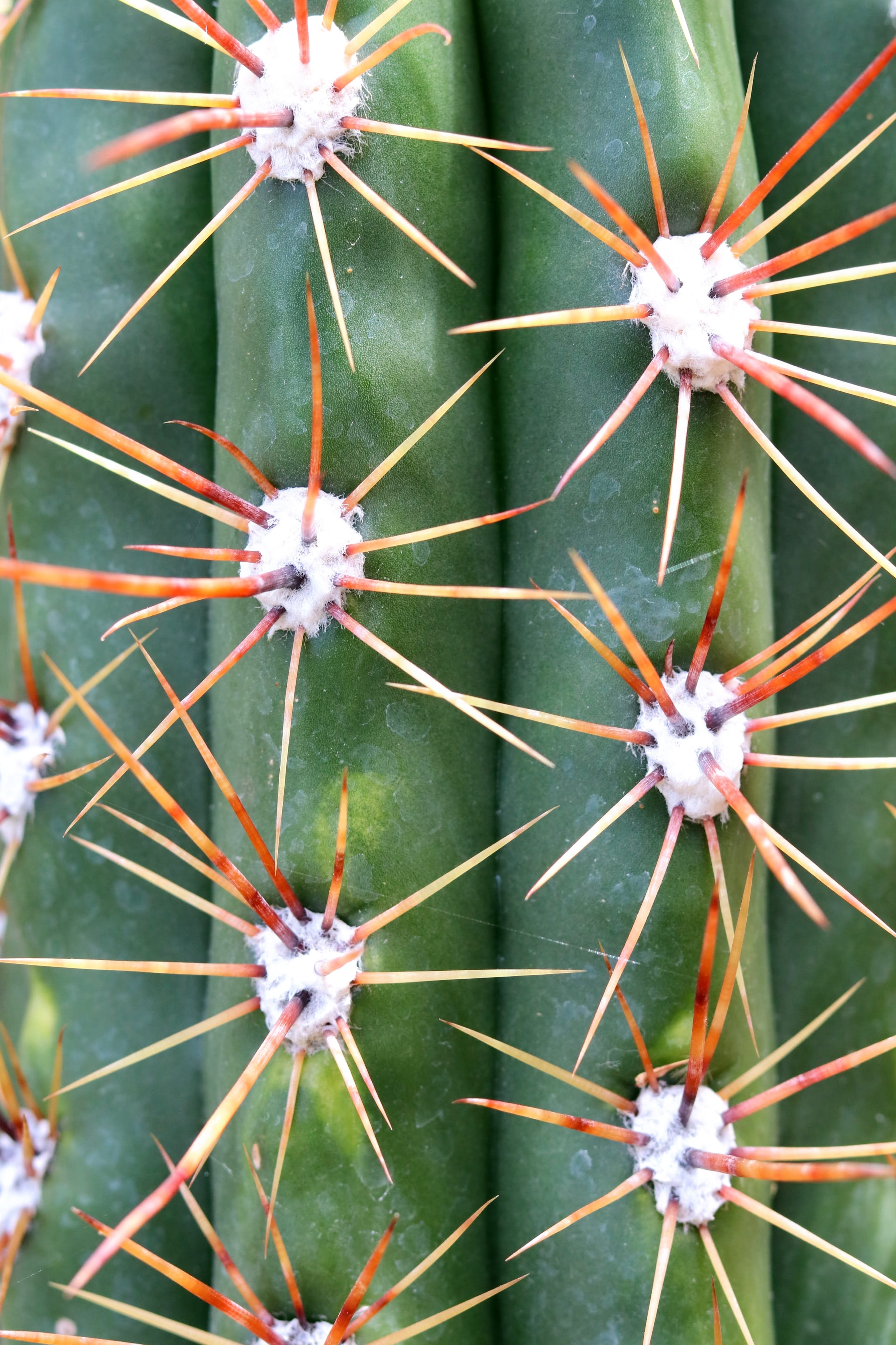 meaty, day, risk, needle, design, green, texture, structure, desert, growth, cactus, green color, barbed, juice plant, flowering plant, summer, no people, Phone HD Wallpaper