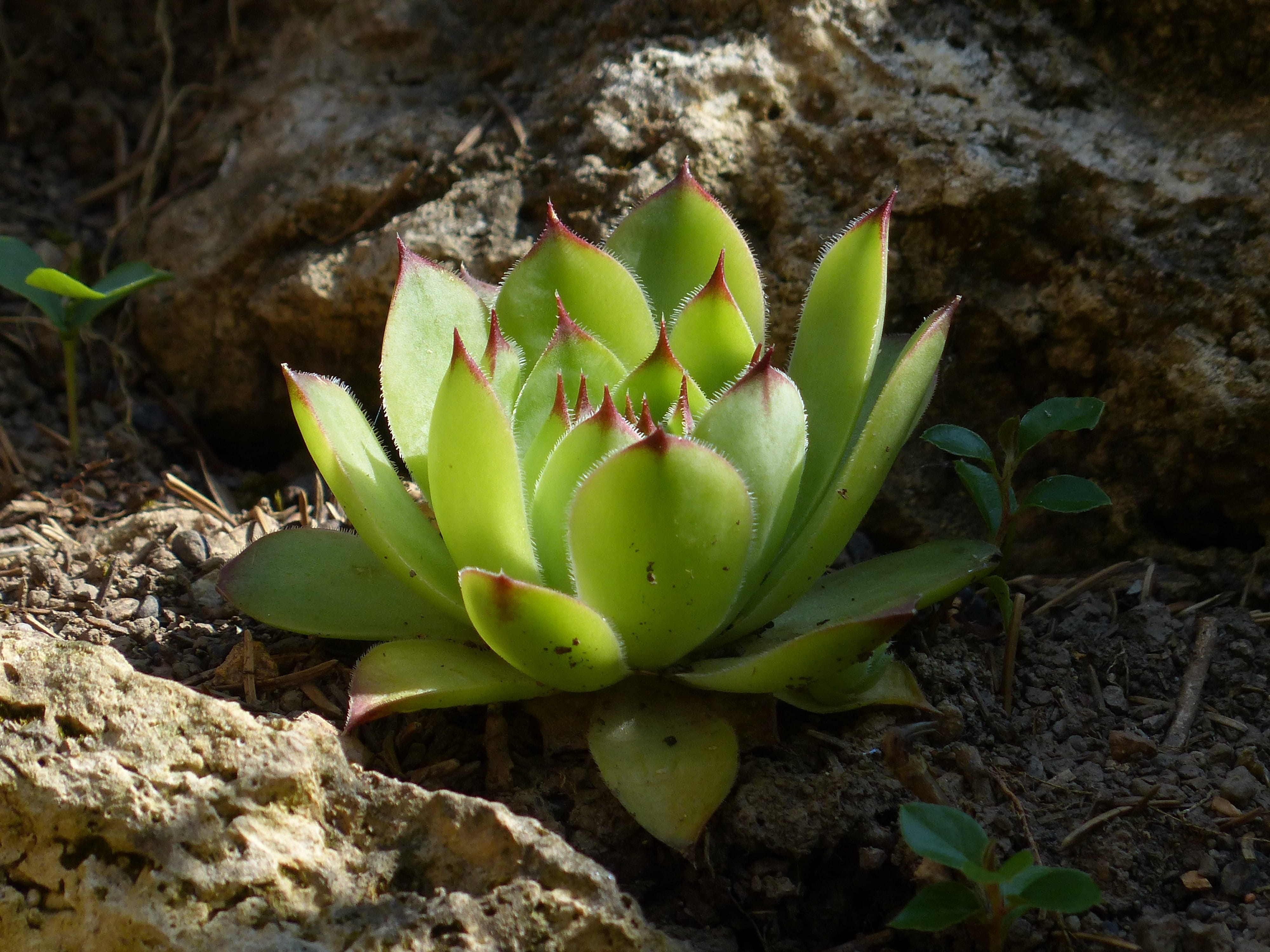 meaty, flower head, Leaves, rock, crassulaceae, high angle view, nature, botany, ordinary house turmeric, succulent plant, freshness, flower, vulnerability, HD Wallpaper