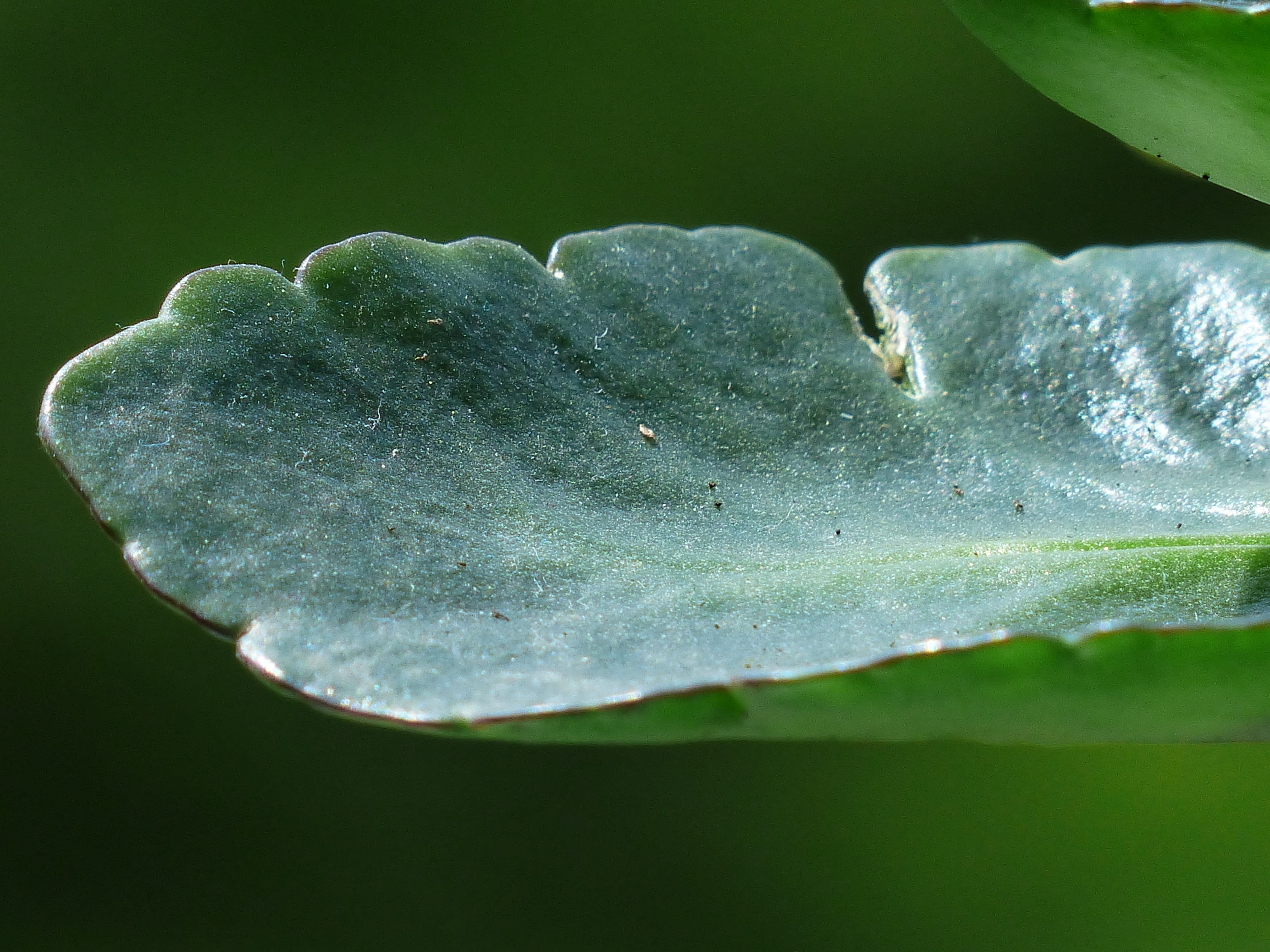 meaty, inflorescence, kalanchoe globulifera, drop, ornamental horticulture, purity, growth, no people, flower, crassulaceae, plant part, raindrop, kalanchoe blossfeldiana, HD Wallpaper