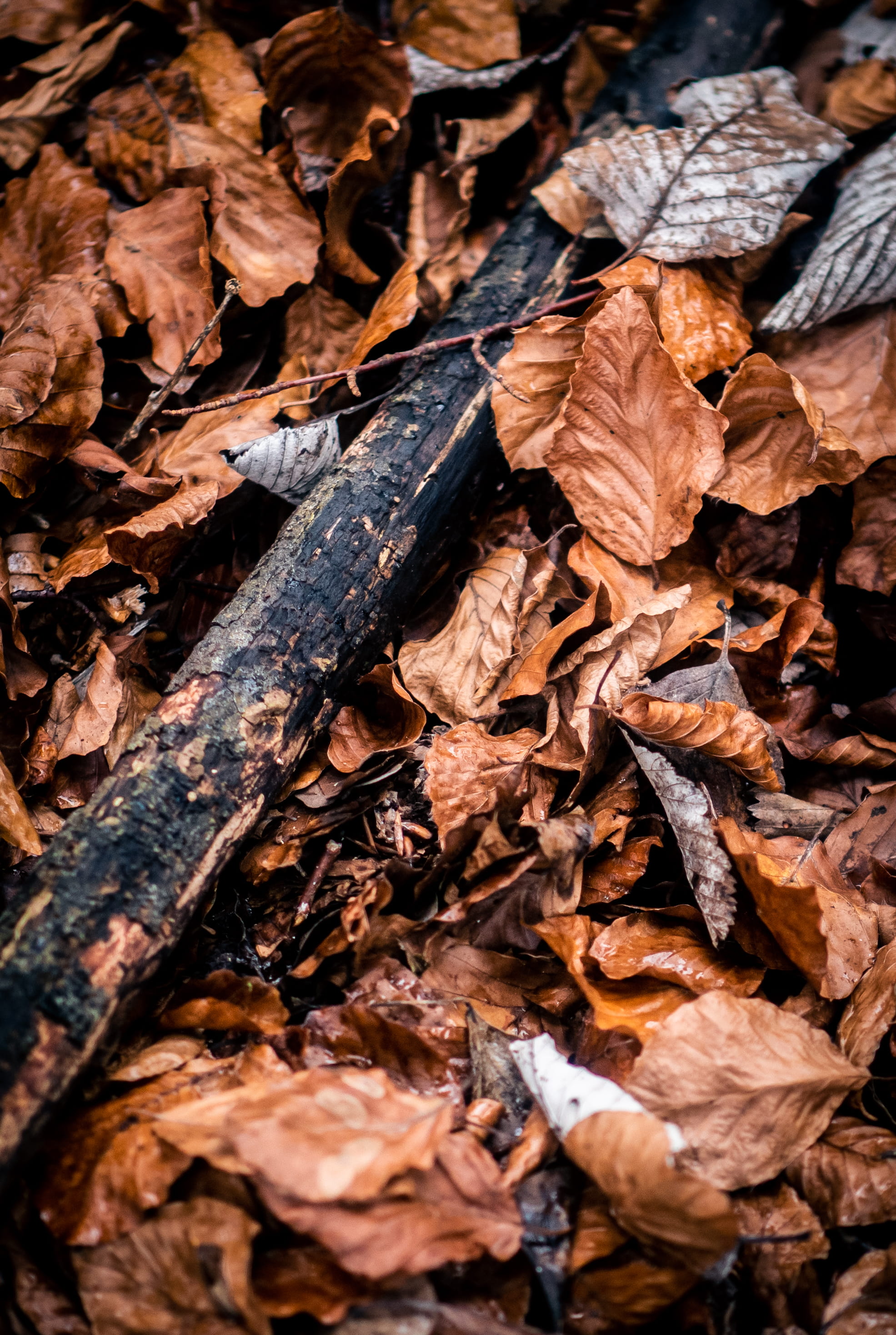autumn collection, mushroom, outdoors, abundance, vulnerability, animal, close-up, leaf, plant part, maple leaf, coin, banister, large group of objects, Phone HD Wallpaper