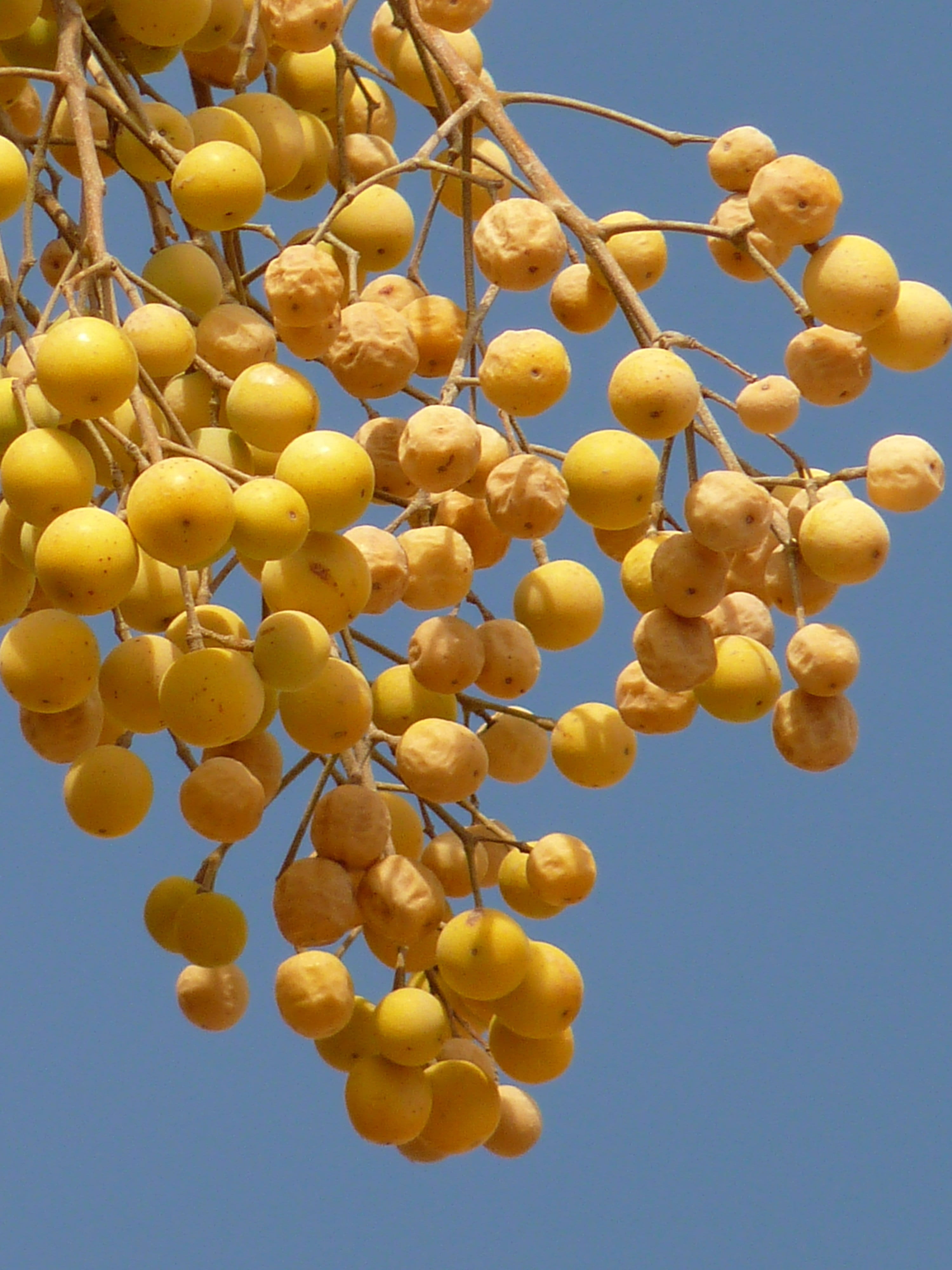 4K, money, day, bush, yellow, nature, sky, tree, blue, freshness, plant, outdoors, Travel, Holiday, berry, abundance, growth, close-up, no people, bunch, Phone HD Wallpaper
