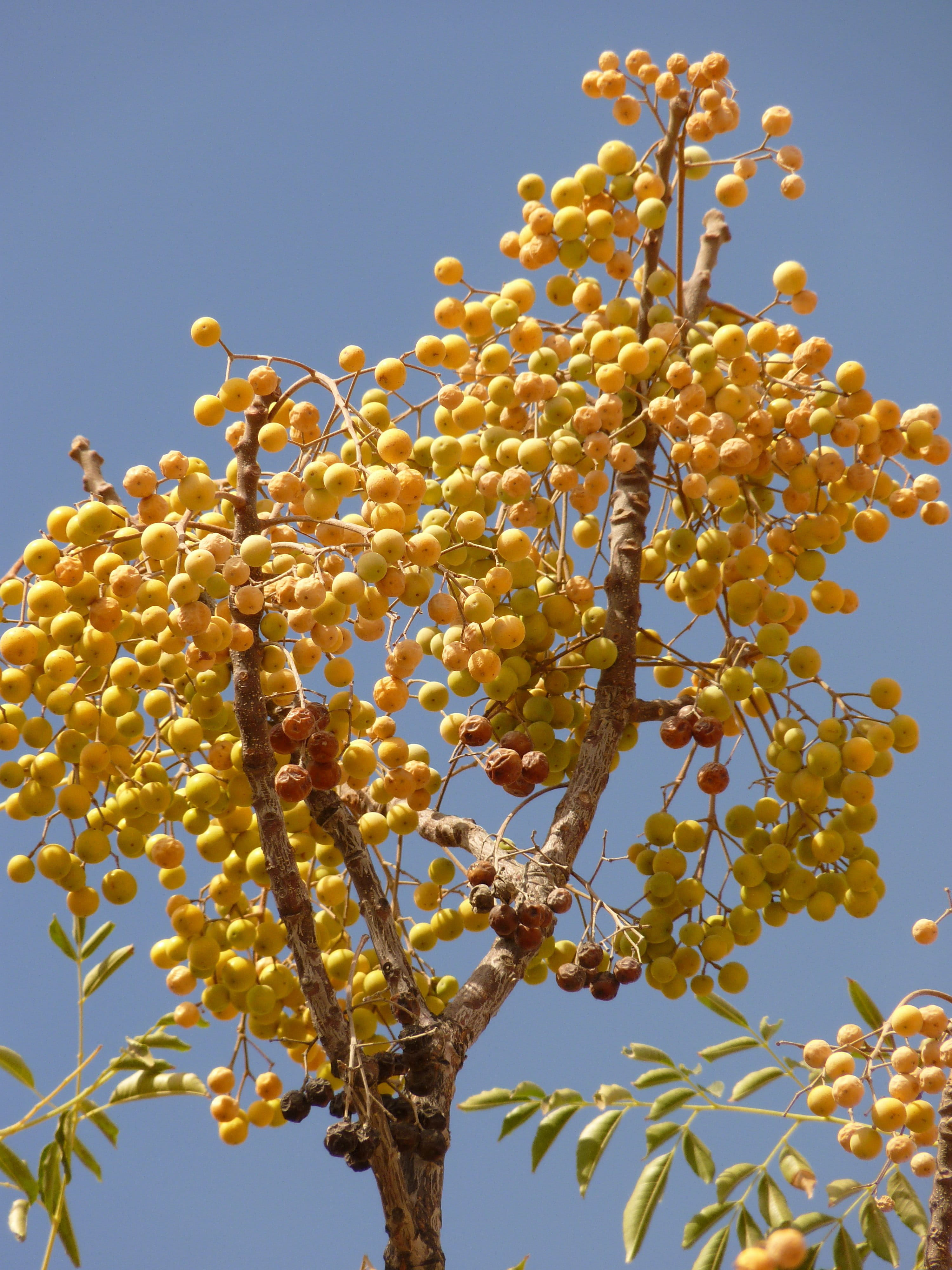 Middle East, tree, close-up, money, low angle view, springtime, vulnerability, clear sky, no people, bush, Holiday, sky, growth, yellow, branch, nature, Phone HD Wallpaper
