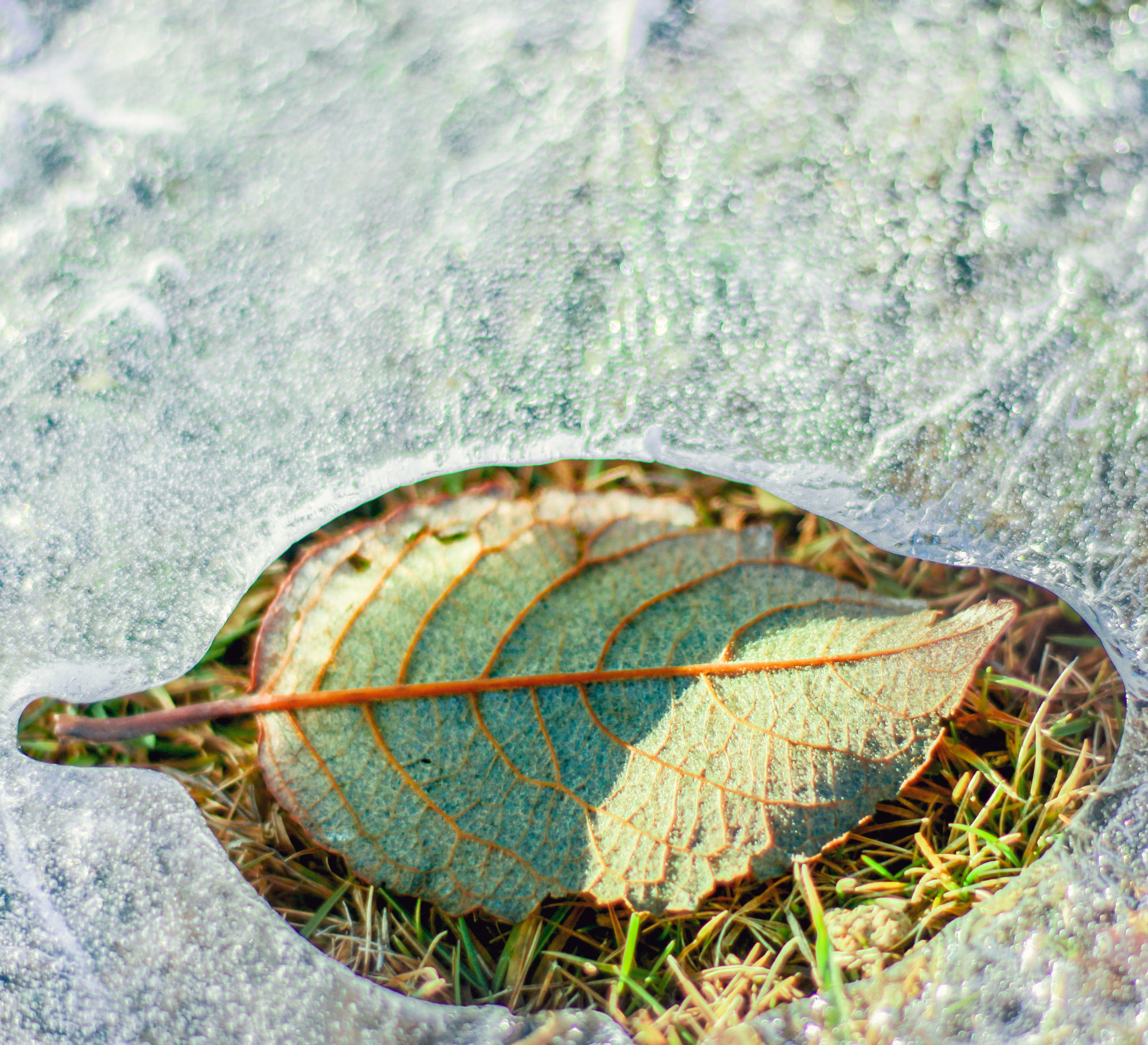 grass, directly above, leaf vein, food, natural condition, leaf, green color, green, sun, 4K, autumn, water, forest, money, animal, snake, fruit, white, HD Wallpaper