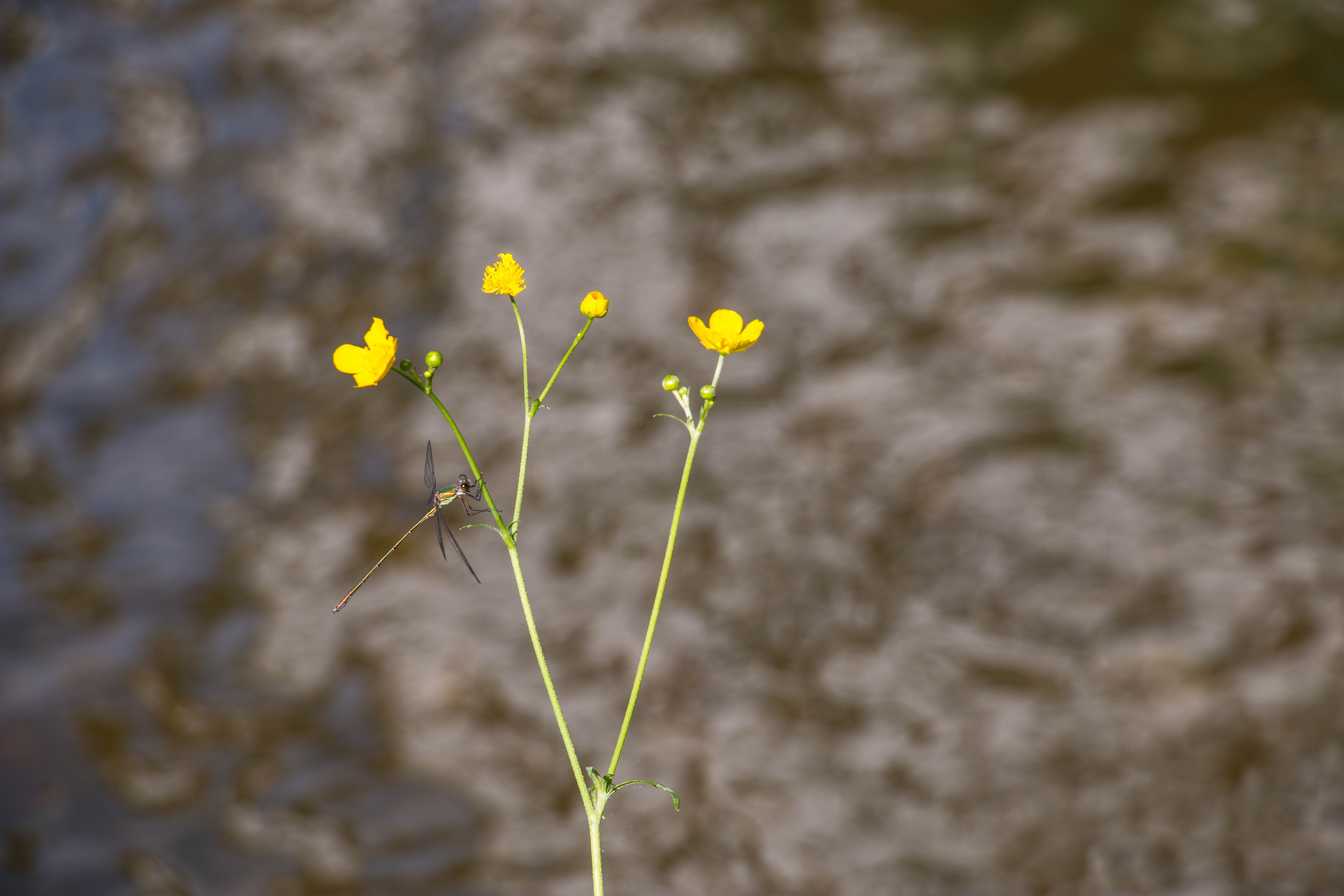 grass, vienna, growth, stork, castle pond, vulnerability, winter, flowering plant, duck, water bird, small, petal, yellow, roses, freshness, sea, leipzig, HD Wallpaper