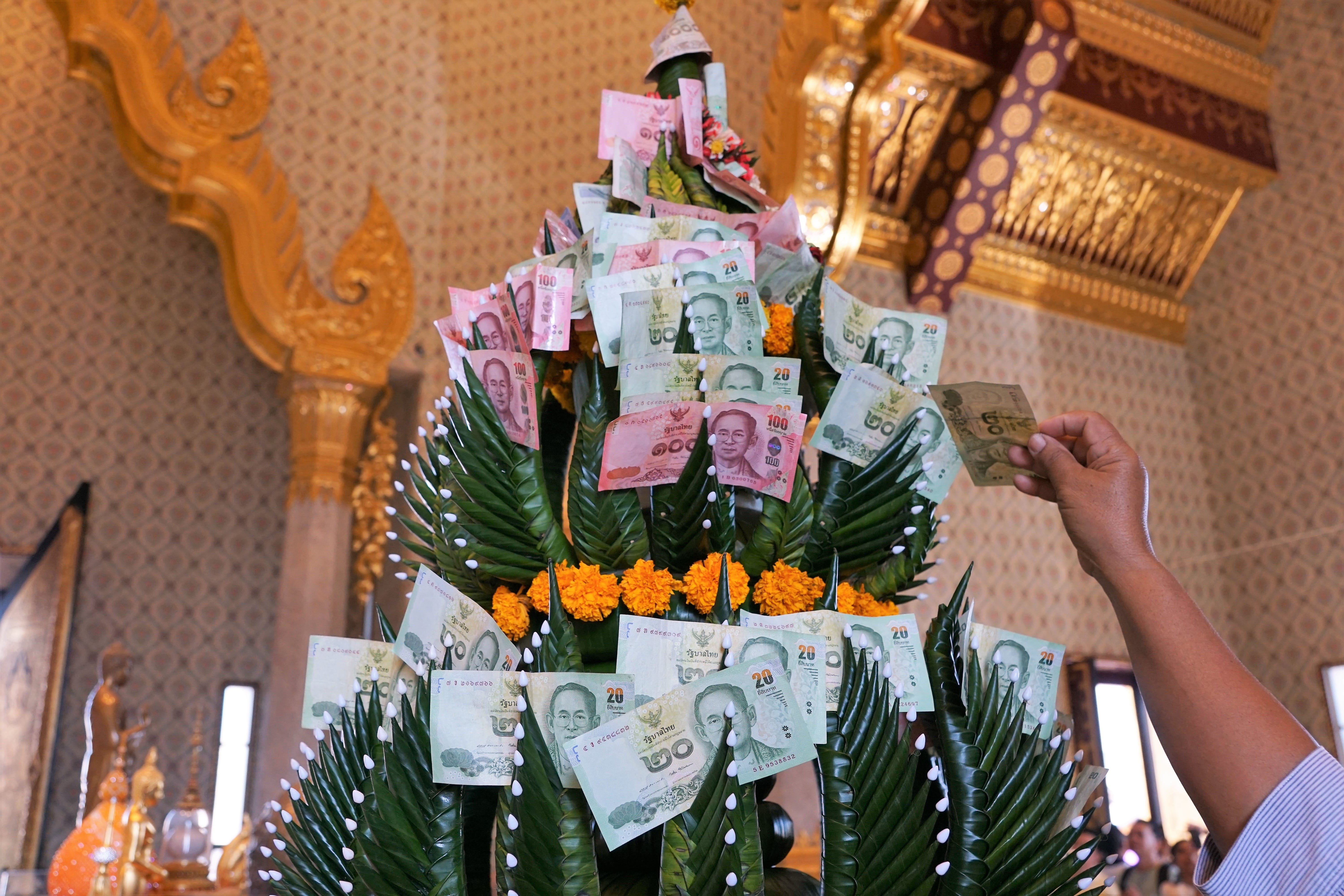 human, money tree, holding, money, thai, 5K, indoors, tree, currency, present, flowering plant, business, donation, abundance, give, within, flower, retail, HD Wallpaper