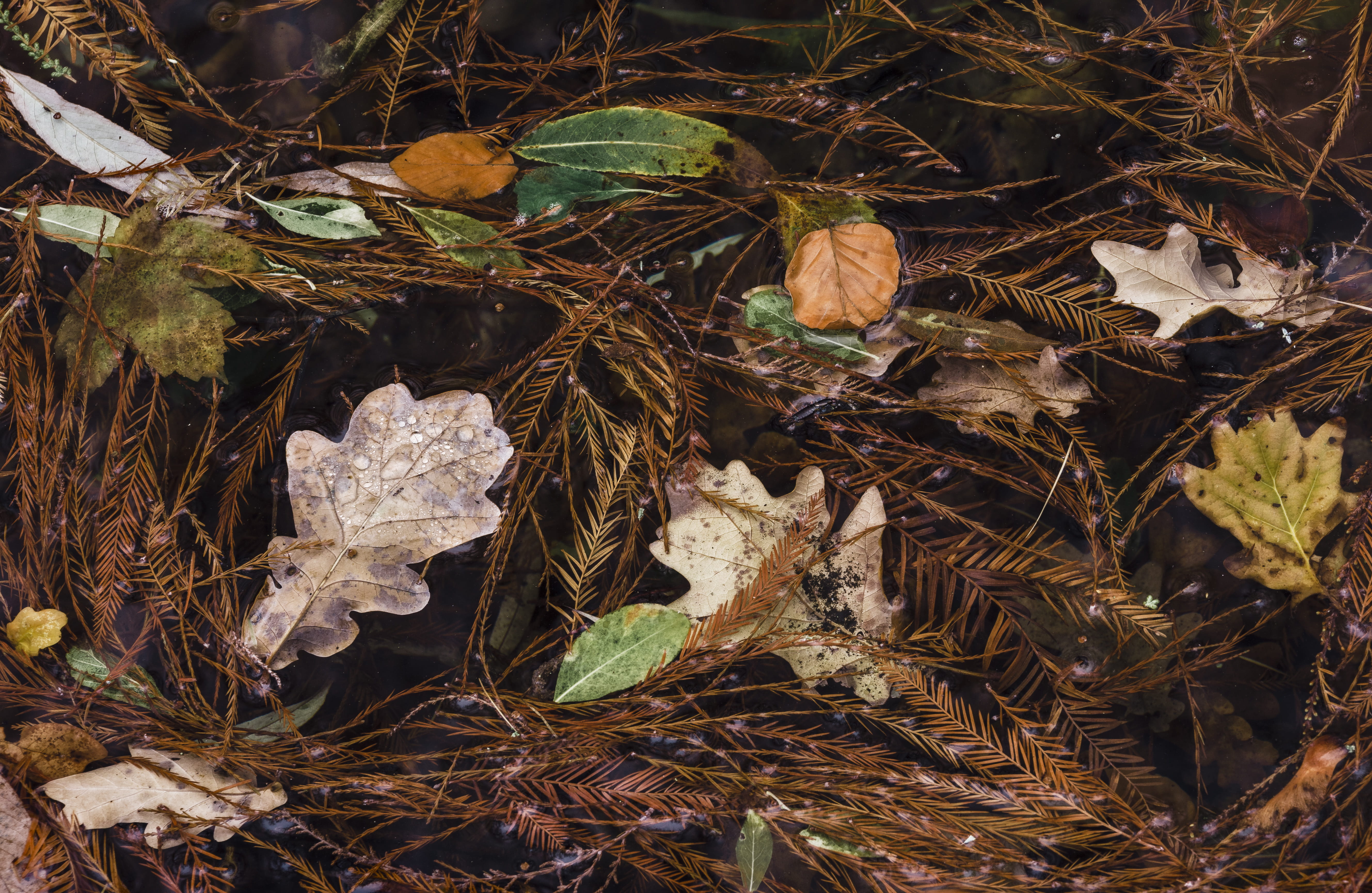 photography, mushroom, day, land, no people, veins, water, 5K, tree, animal, tranquility, plant part, forest, agaric, outdoors, ground, ice, growth, leaves, HD Wallpaper