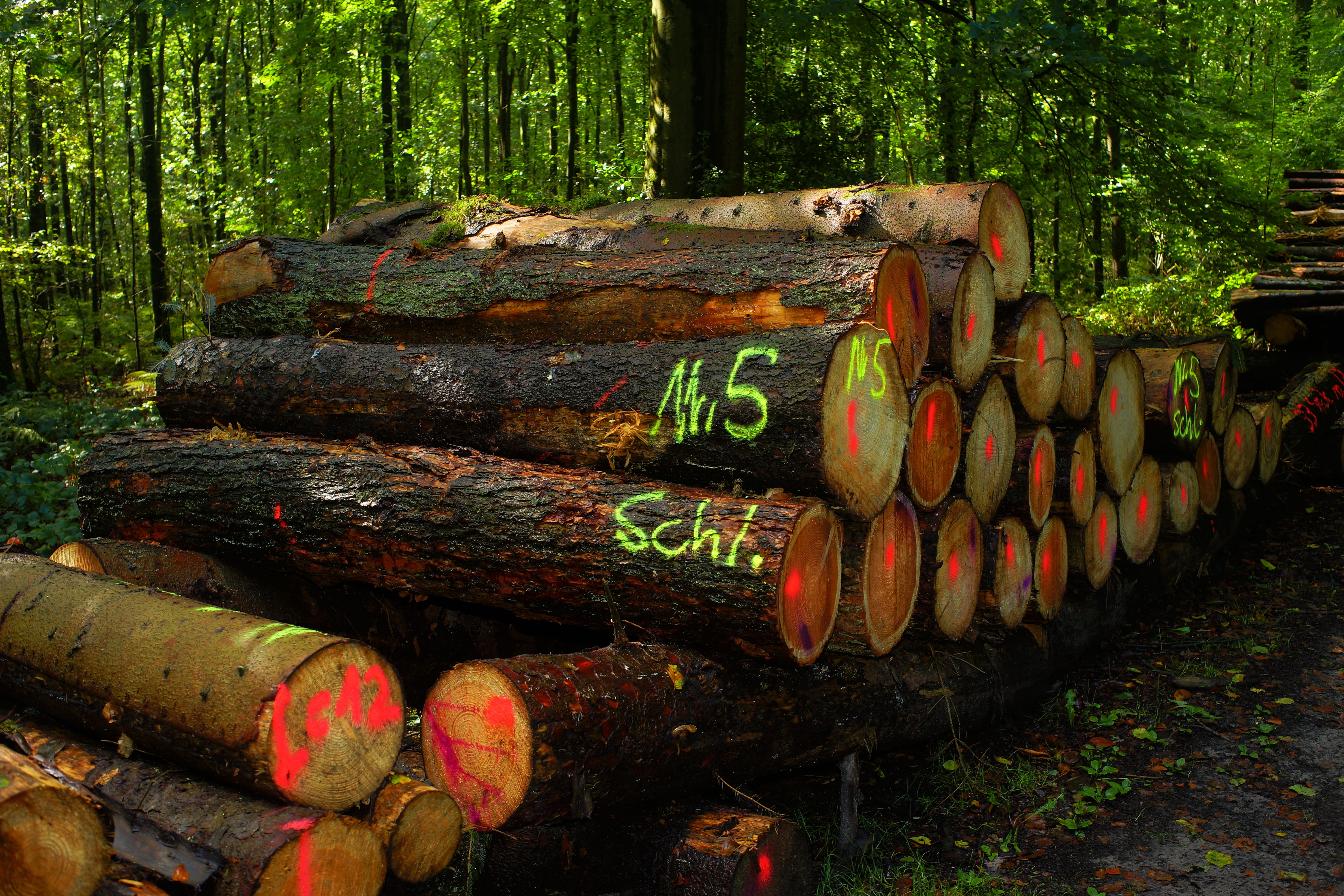 land, stack, wood - material, deforestation, like, marketing, timber, outdoors, trunk, woodland, daytime, tree trunk, firewood, wood pile, plant, scan, HD Wallpaper