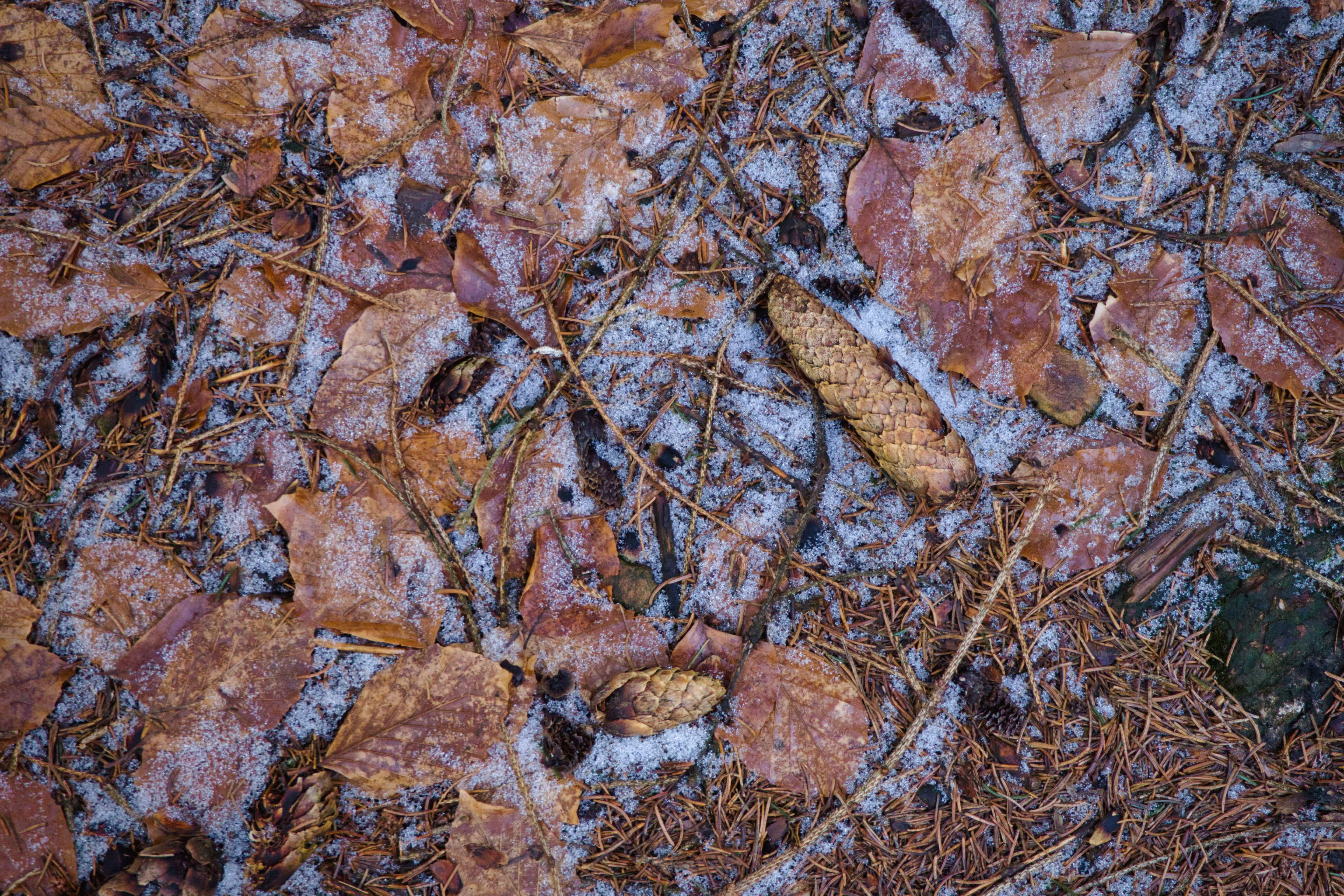 growth, leaves, leaf, 4K, outdoors, brown, coin, no people, tranquility, rubble, high angle view, ground, forest, frozen, germany, textured, cricket insect, HD Wallpaper