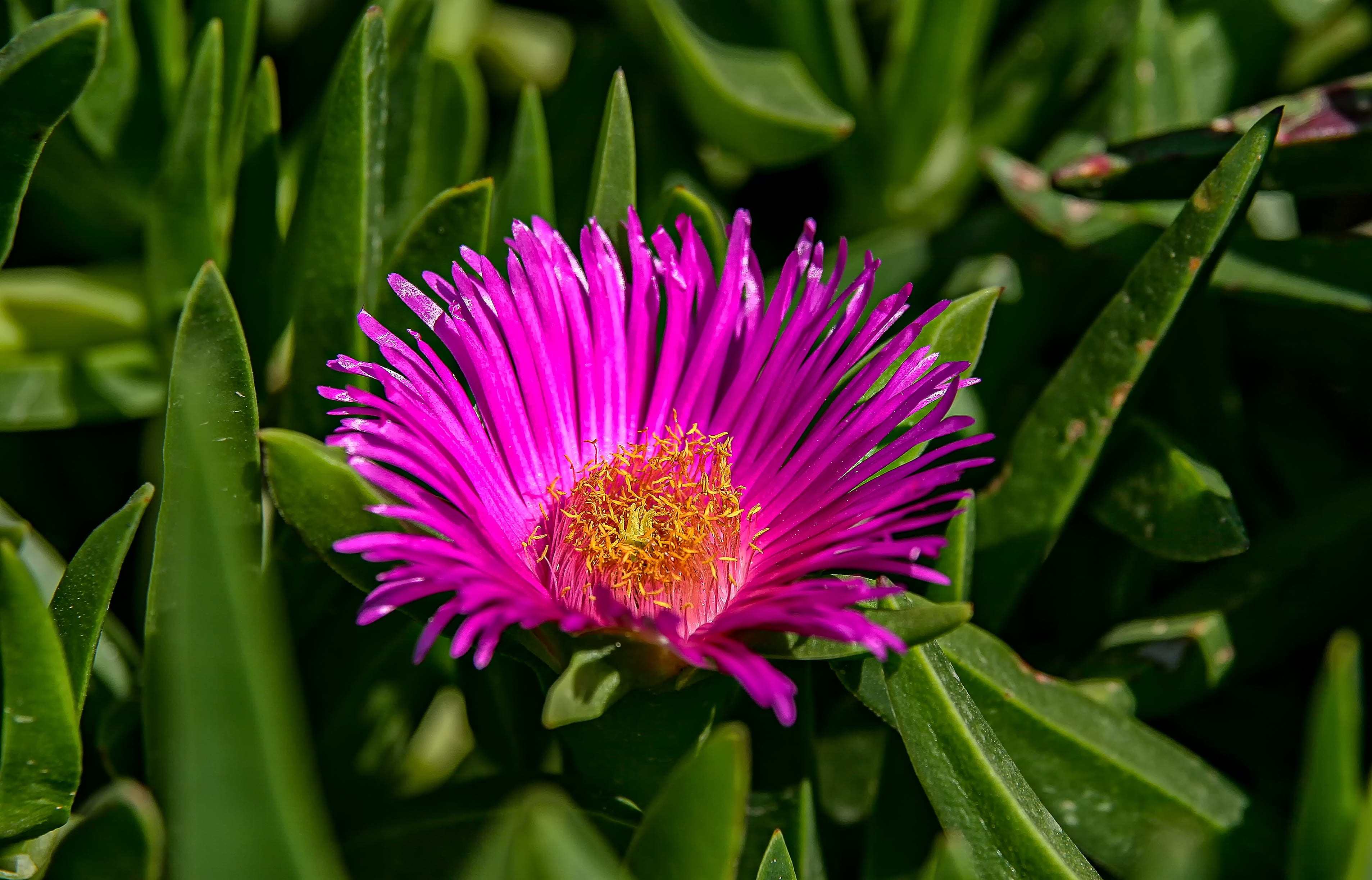 2K, blossom, no people, nature, bloom, leaf, flower head, growth, springtime, pollen, vulnerability, pink, close-up, plant part, inflorescence, flowering plant, HD Wallpaper
