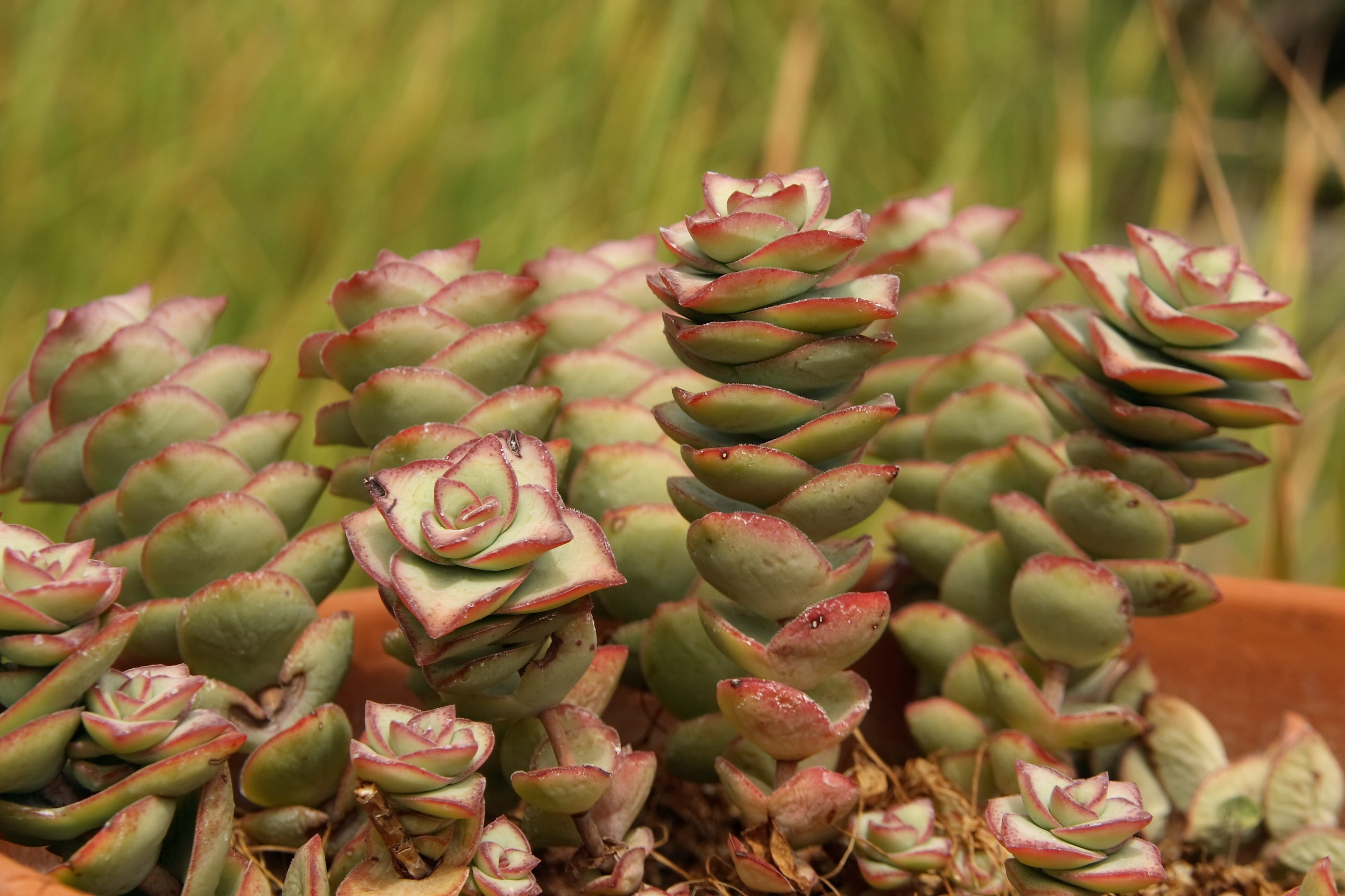 no people, green color, houseplant, succulent plant, freshness, natural pattern, growth, 2K, sunlight, junction, nature, thorn, botany, thick leaf plant, HD Wallpaper