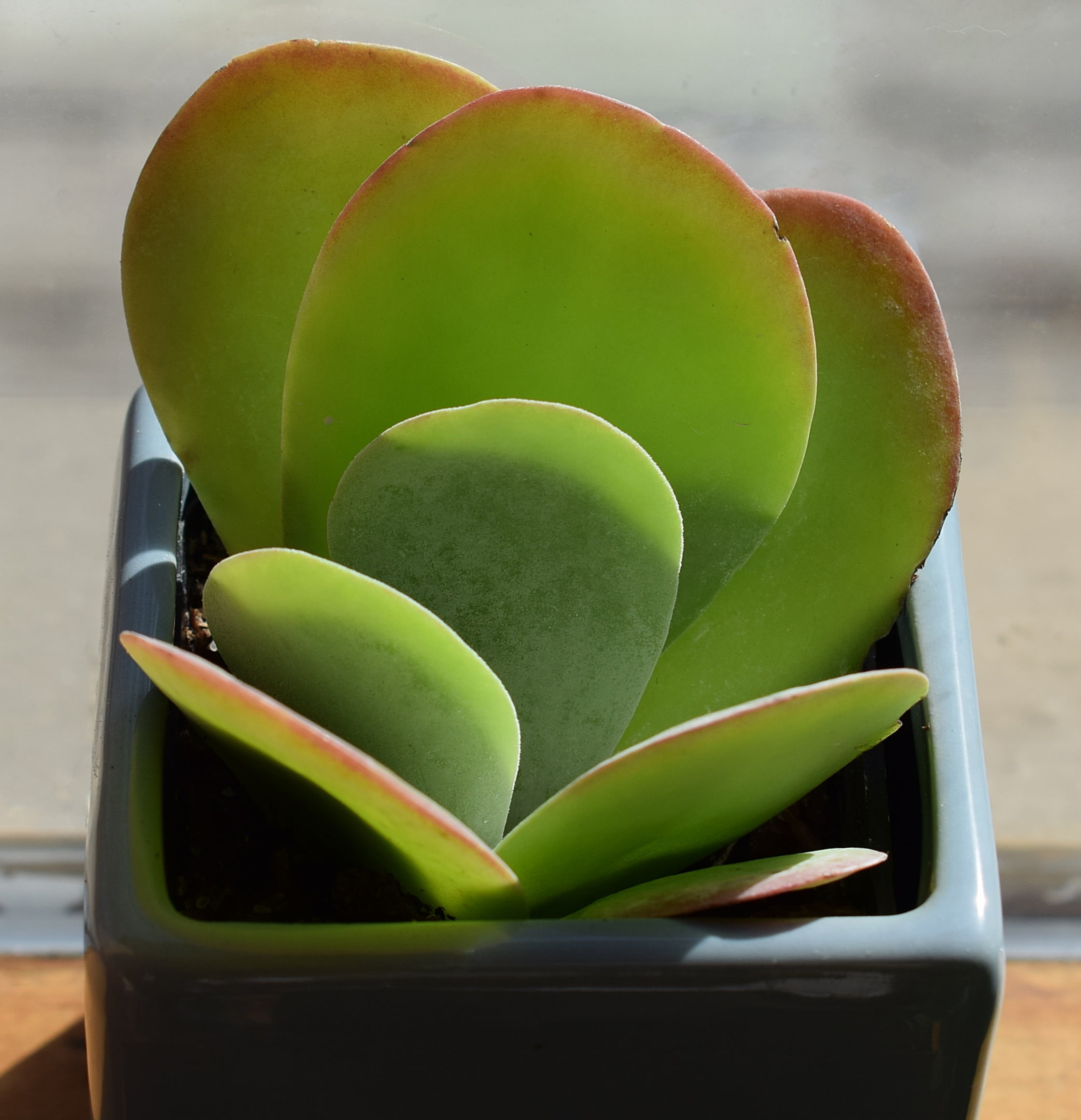 green, outdoors, crassula arborescense, day, 1080P, garden, natural, container plant, succulent in blue pot, surface, container, wellbeing, healthy eating, Phone HD Wallpaper
